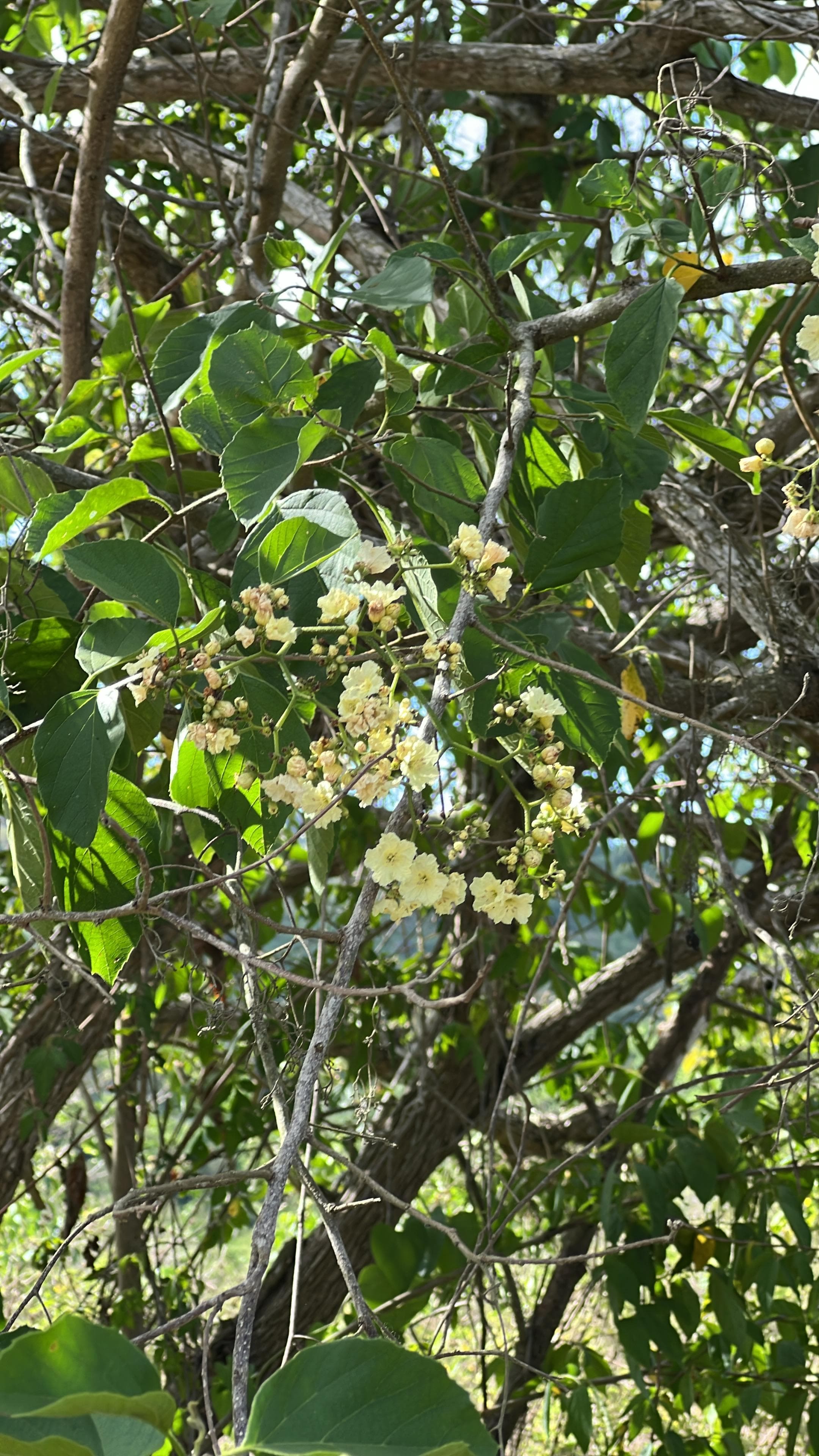 The uvito and the pringamosa bloom together · 2