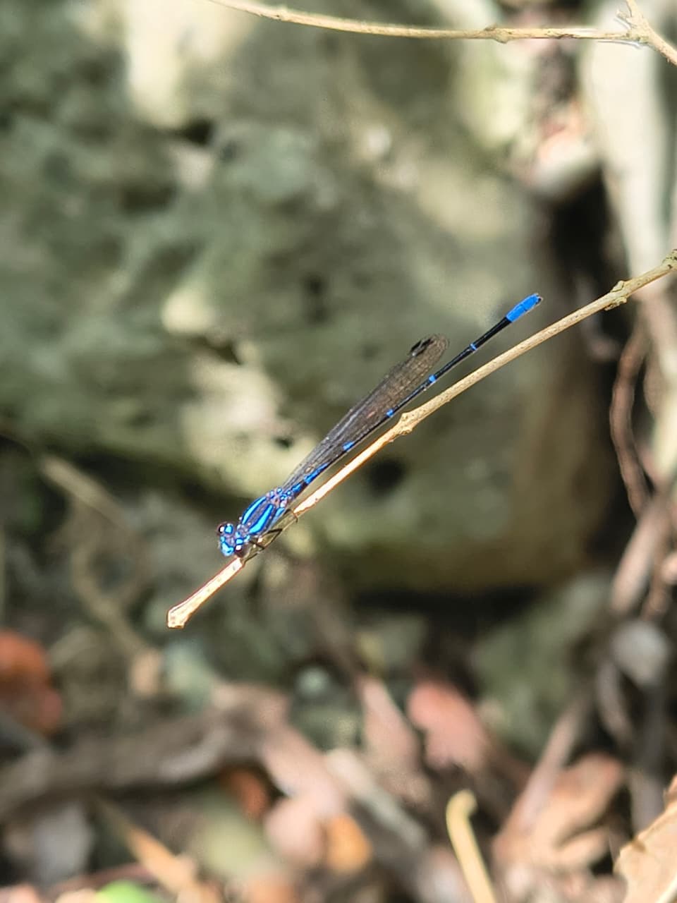 Electric Blue on the Arroyo Path
