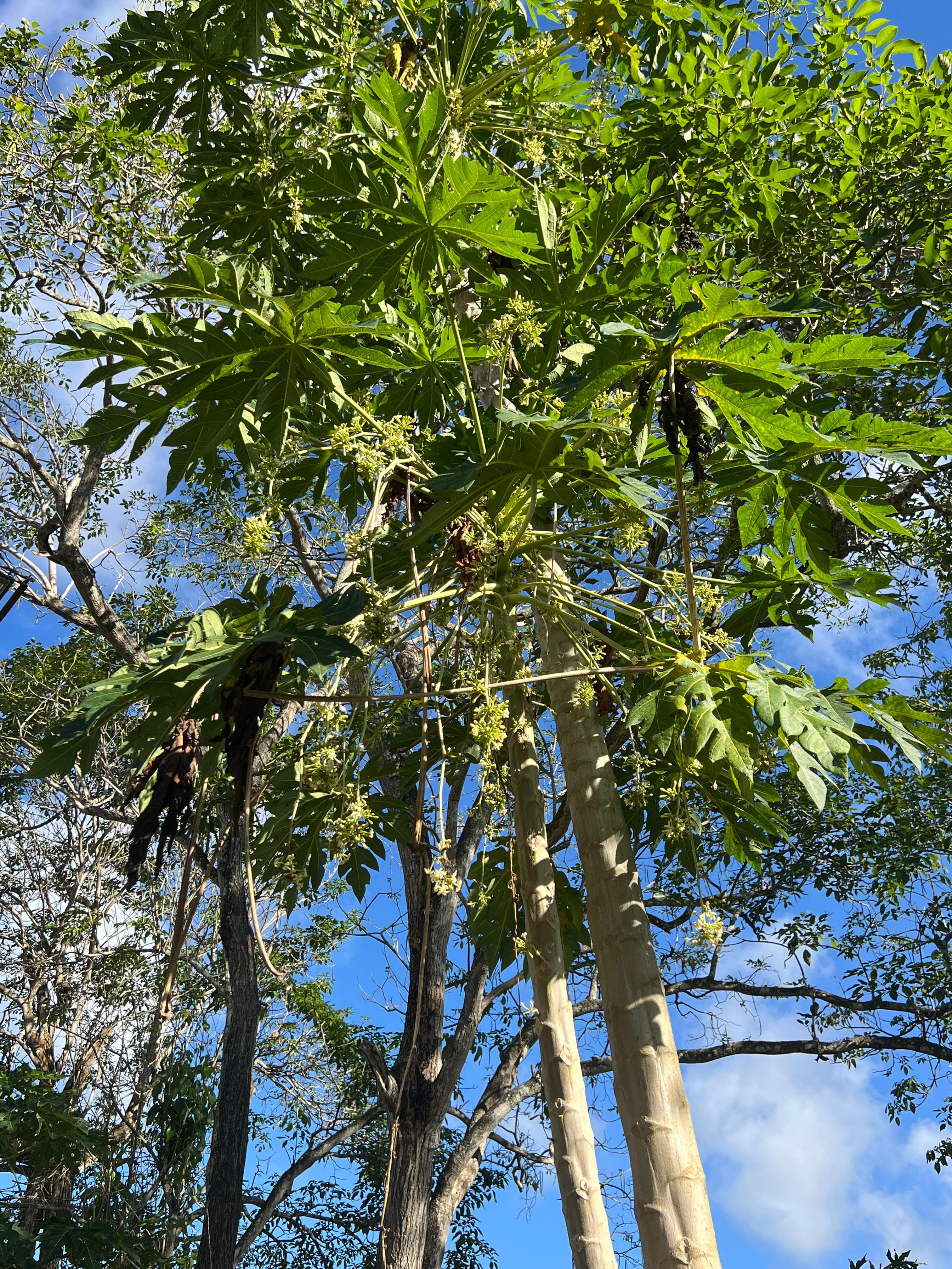 Schmetterling und Papaya, ein spontanes Bündnis