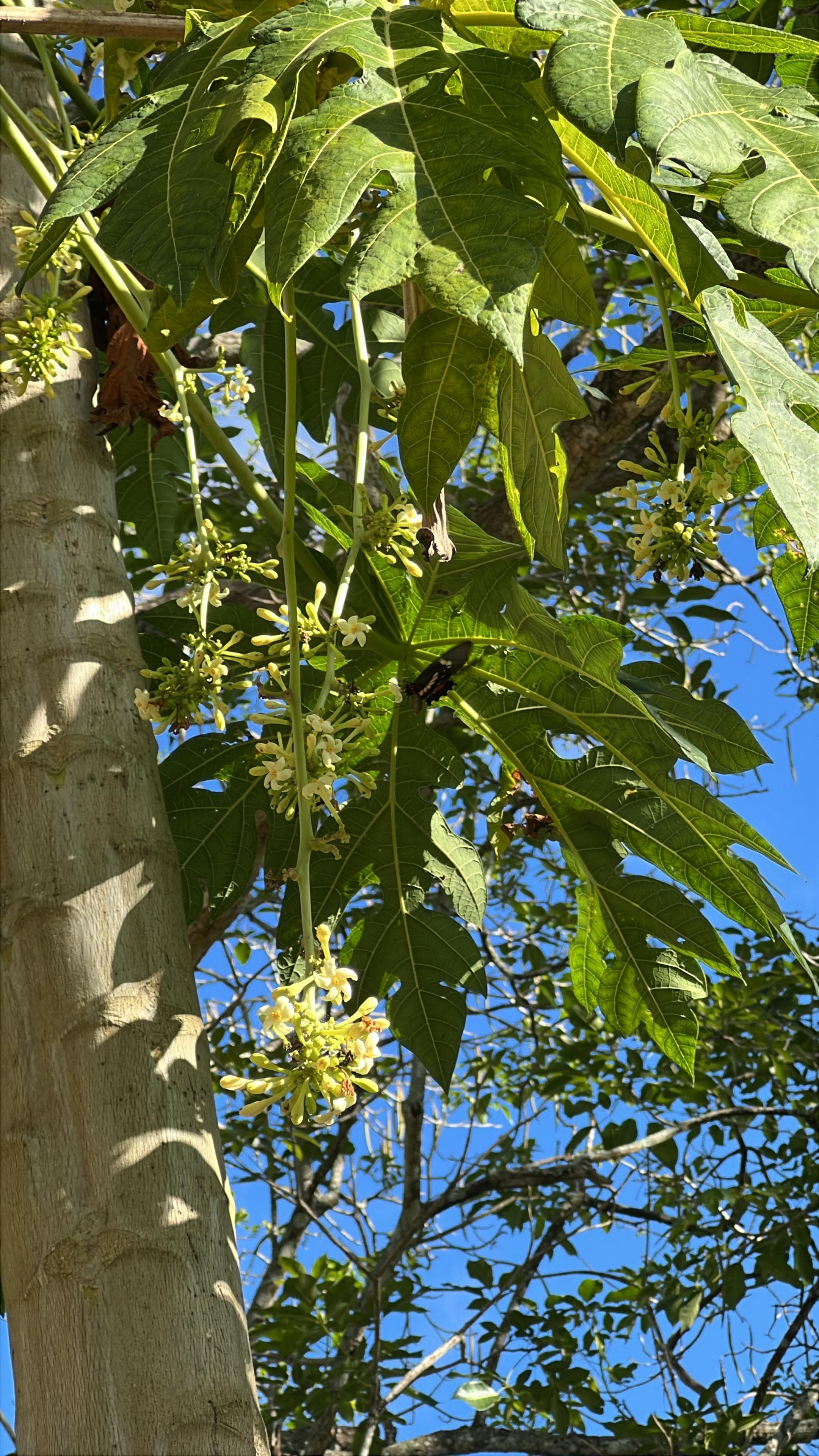 Schmetterling und Papaya, ein spontanes Bündnis · 2