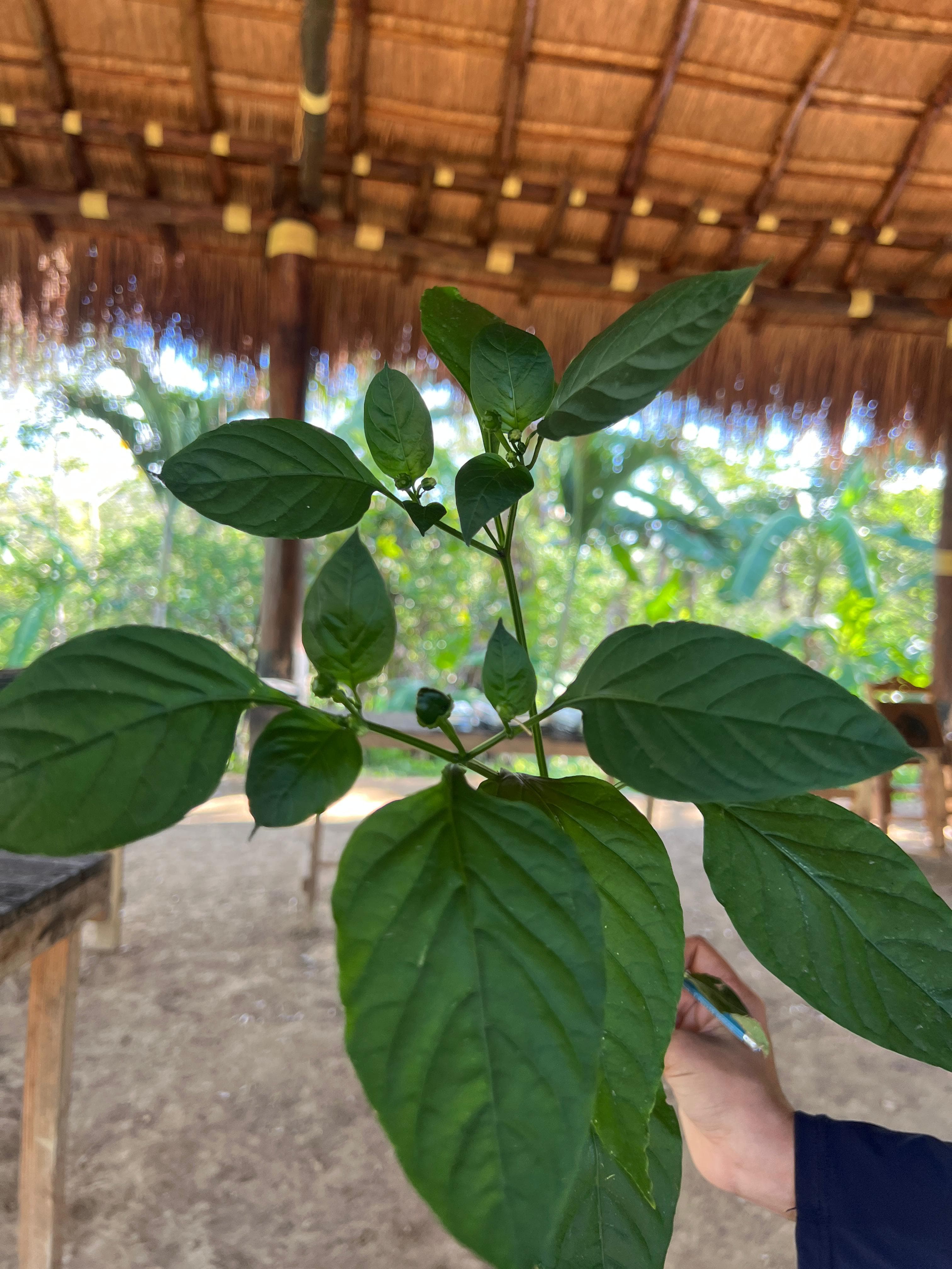 Schmetterling und Papaya, ein spontanes Bündnis · 3
