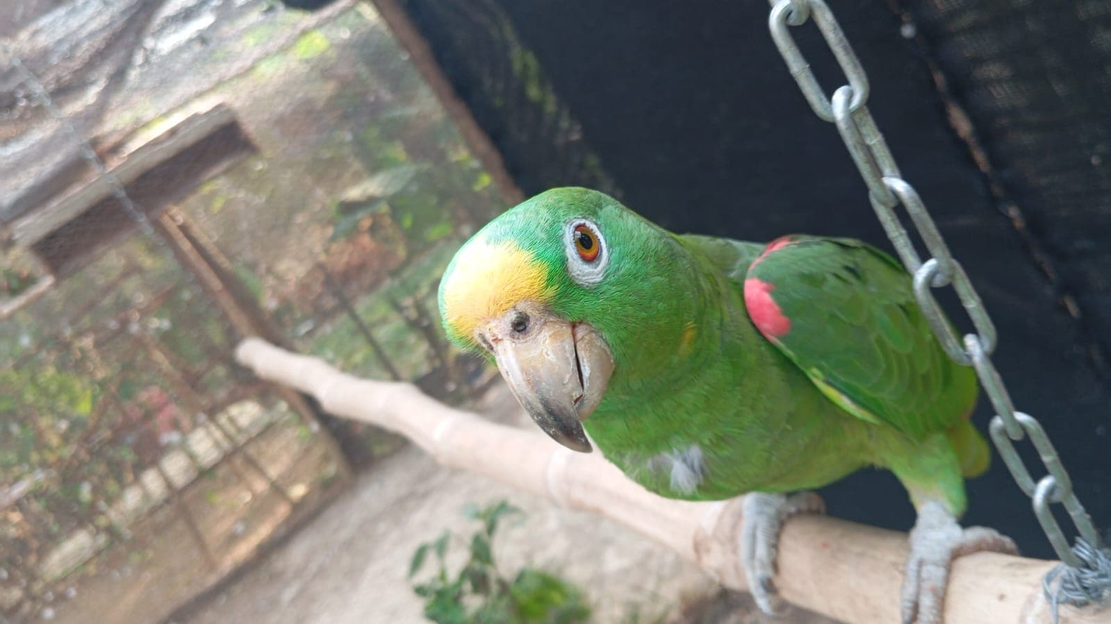 One Last Peanut Before Taking Flight