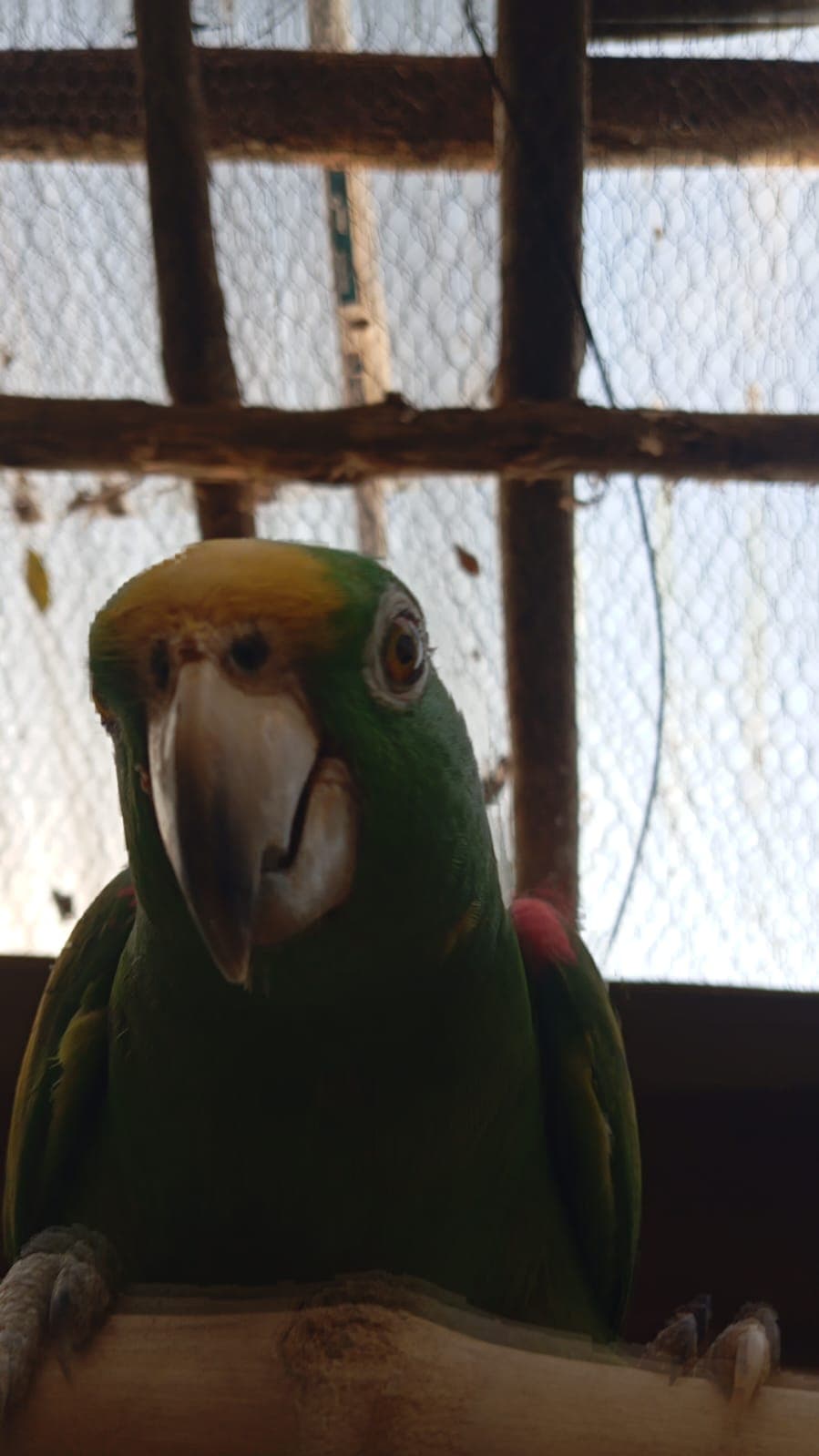 One Last Peanut Before Taking Flight · 3
