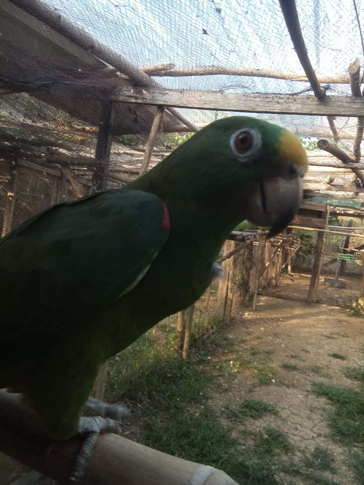 One Last Peanut Before Taking Flight · 4