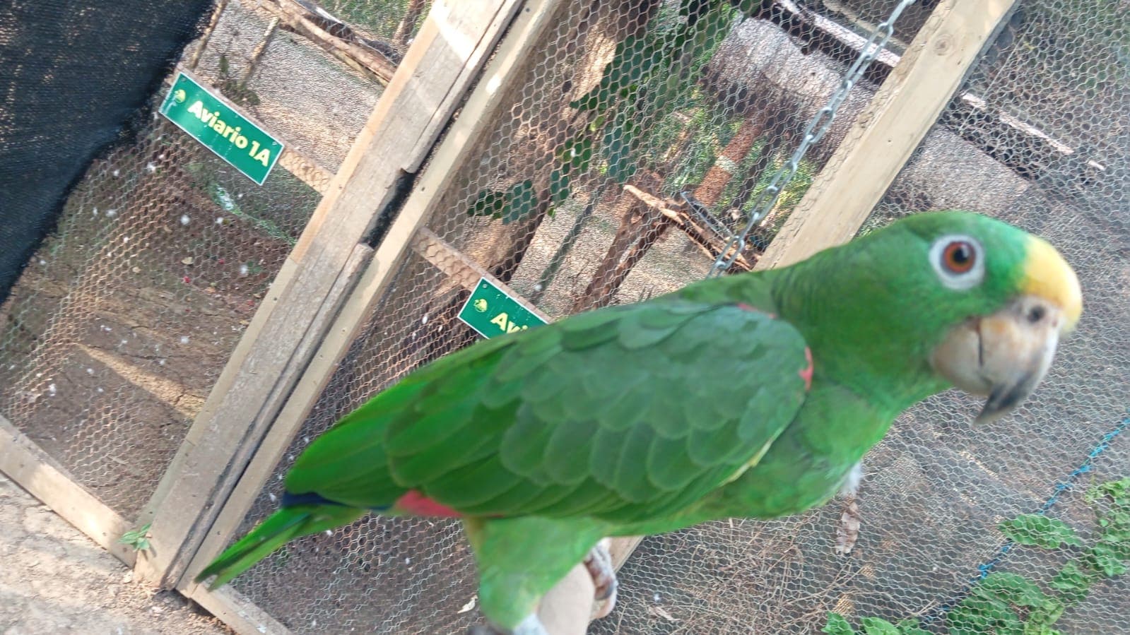 One Last Peanut Before Taking Flight · 5