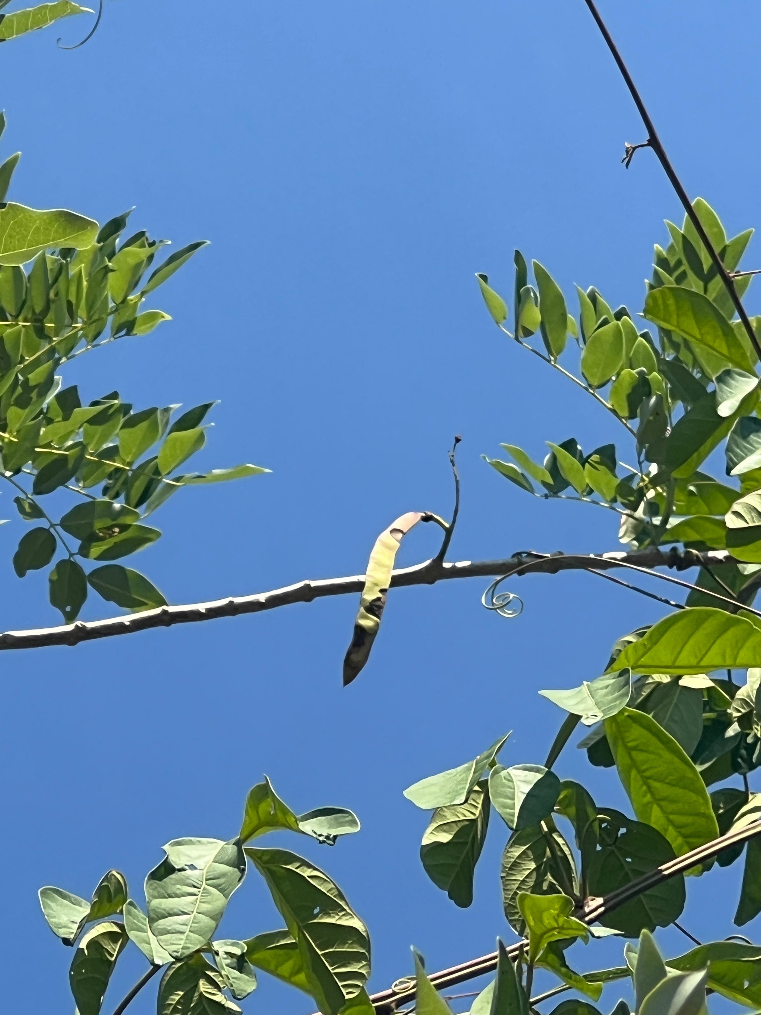 A Matarratón Beneath the Savanna Sky