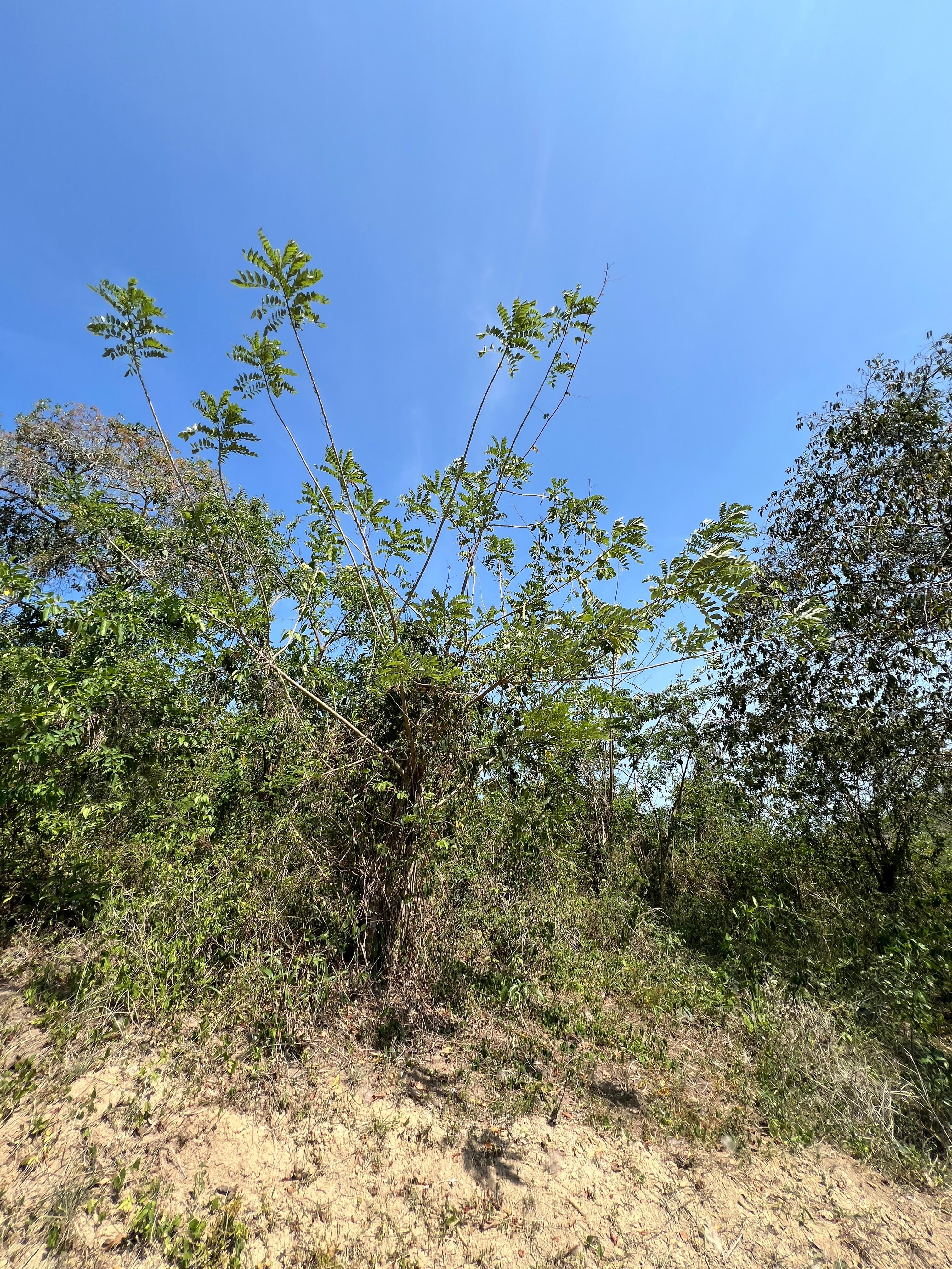 A Matarratón Beneath the Savanna Sky · 2