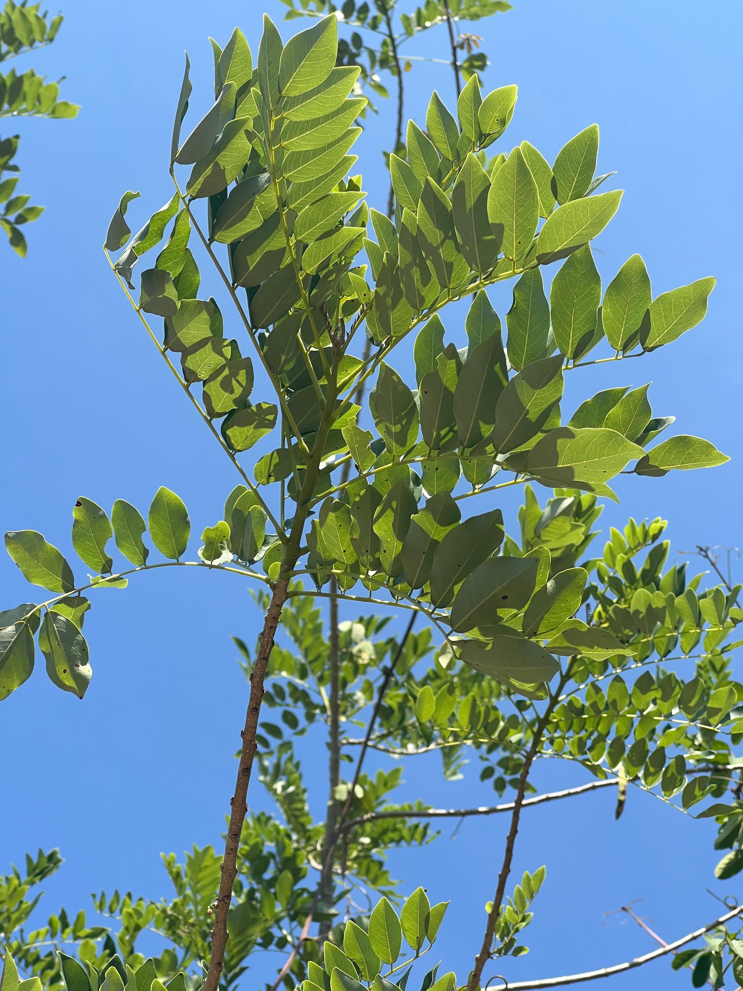 A Matarratón Beneath the Savanna Sky · 3