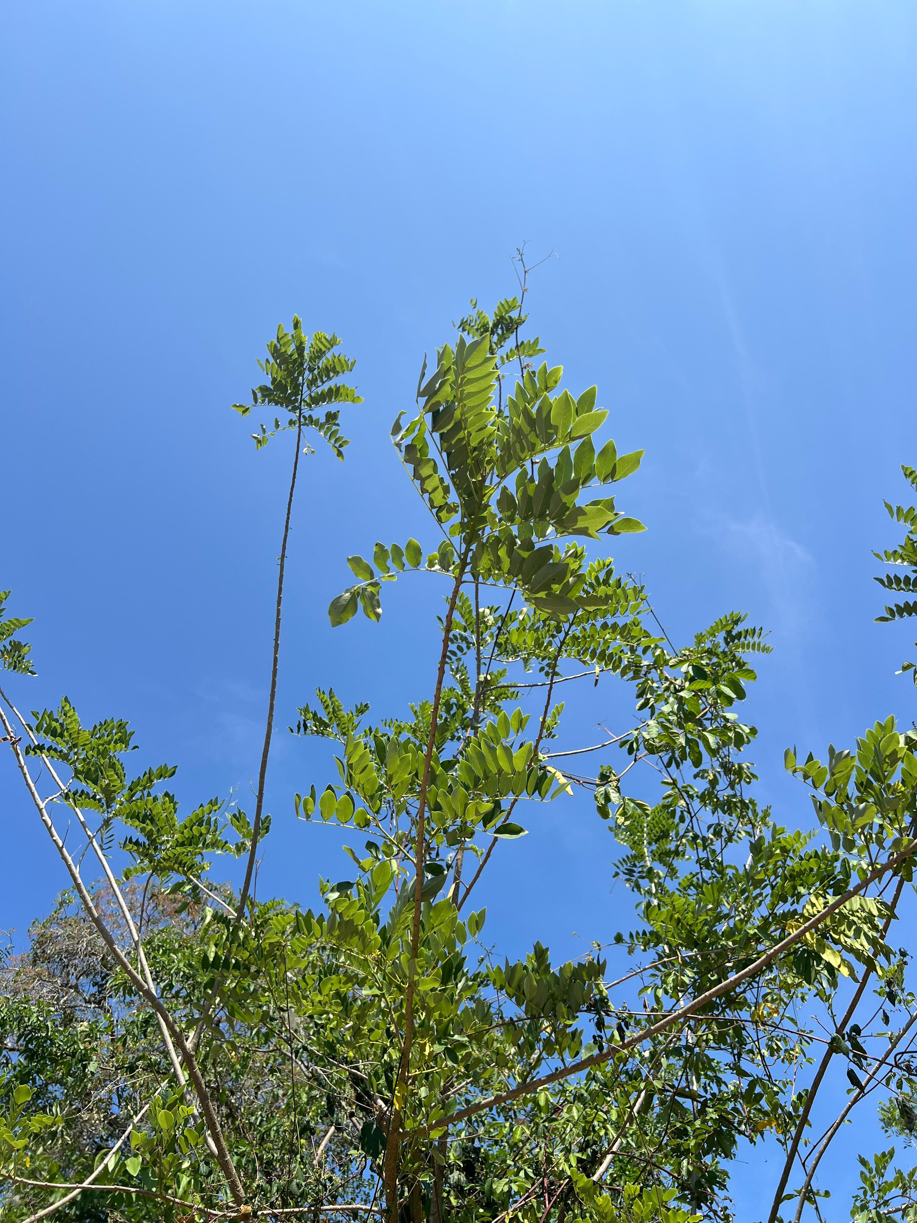 A Matarratón Beneath the Savanna Sky · 4
