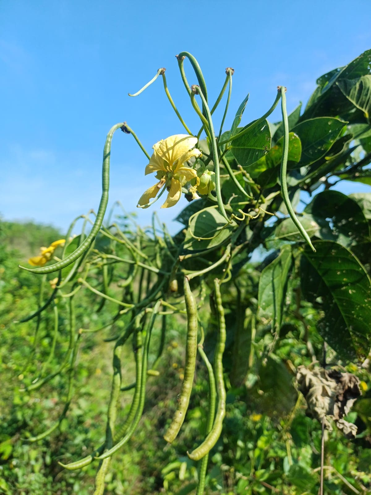 Hummeln an der gelben Märzblüte · 2