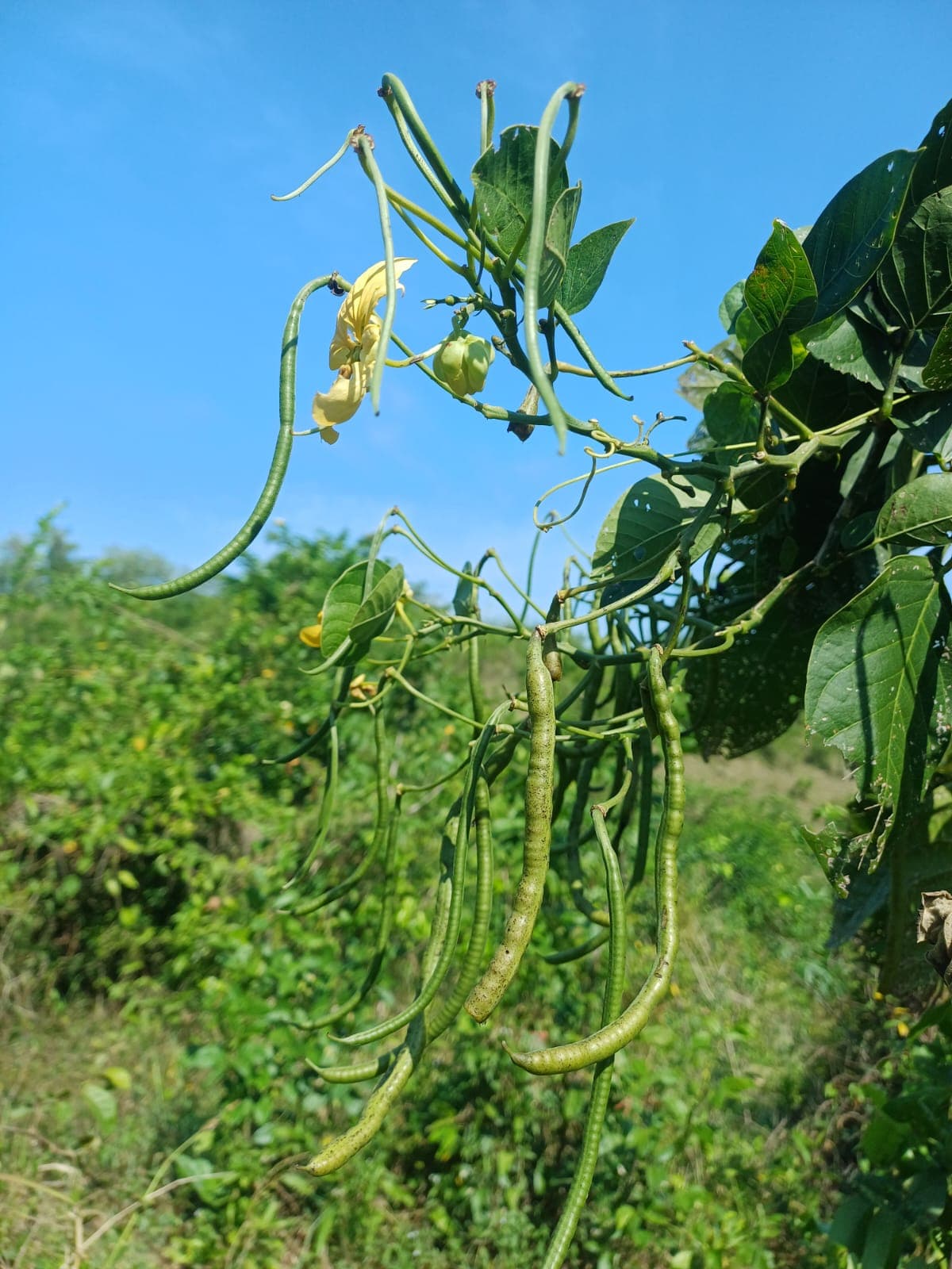 Hummeln an der gelben Märzblüte · 3