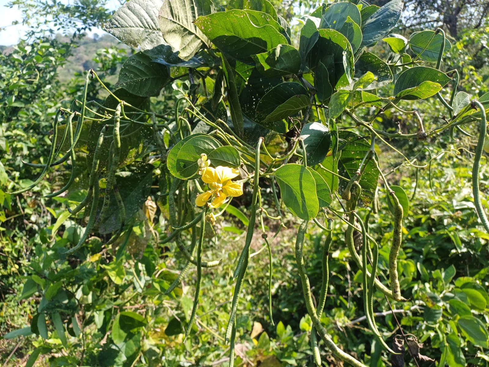 Hummeln an der gelben Märzblüte · 5