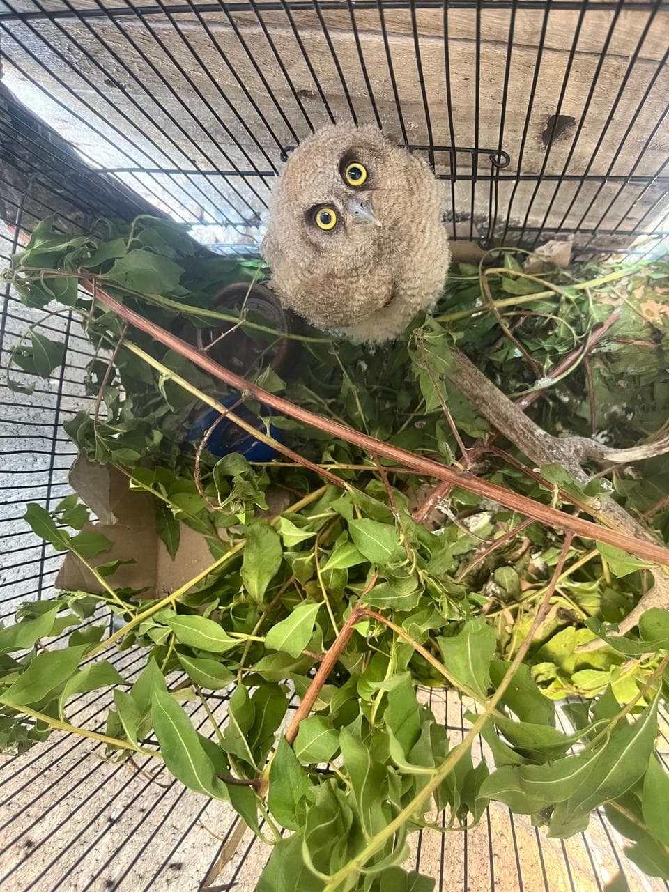 The Owlet That Passed Through Three Organizations · 2