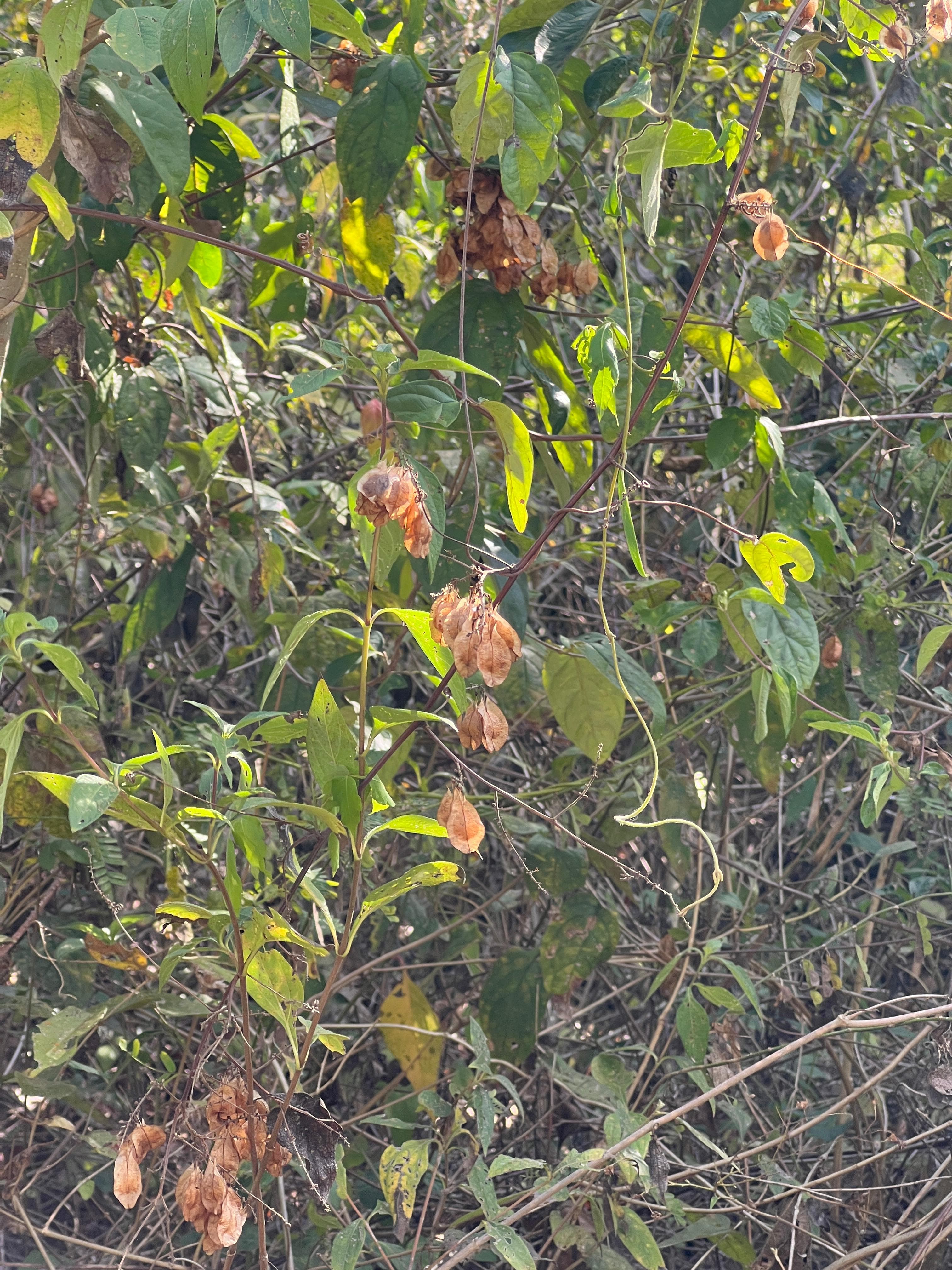 La Manga del Peligro fiorisce in samara