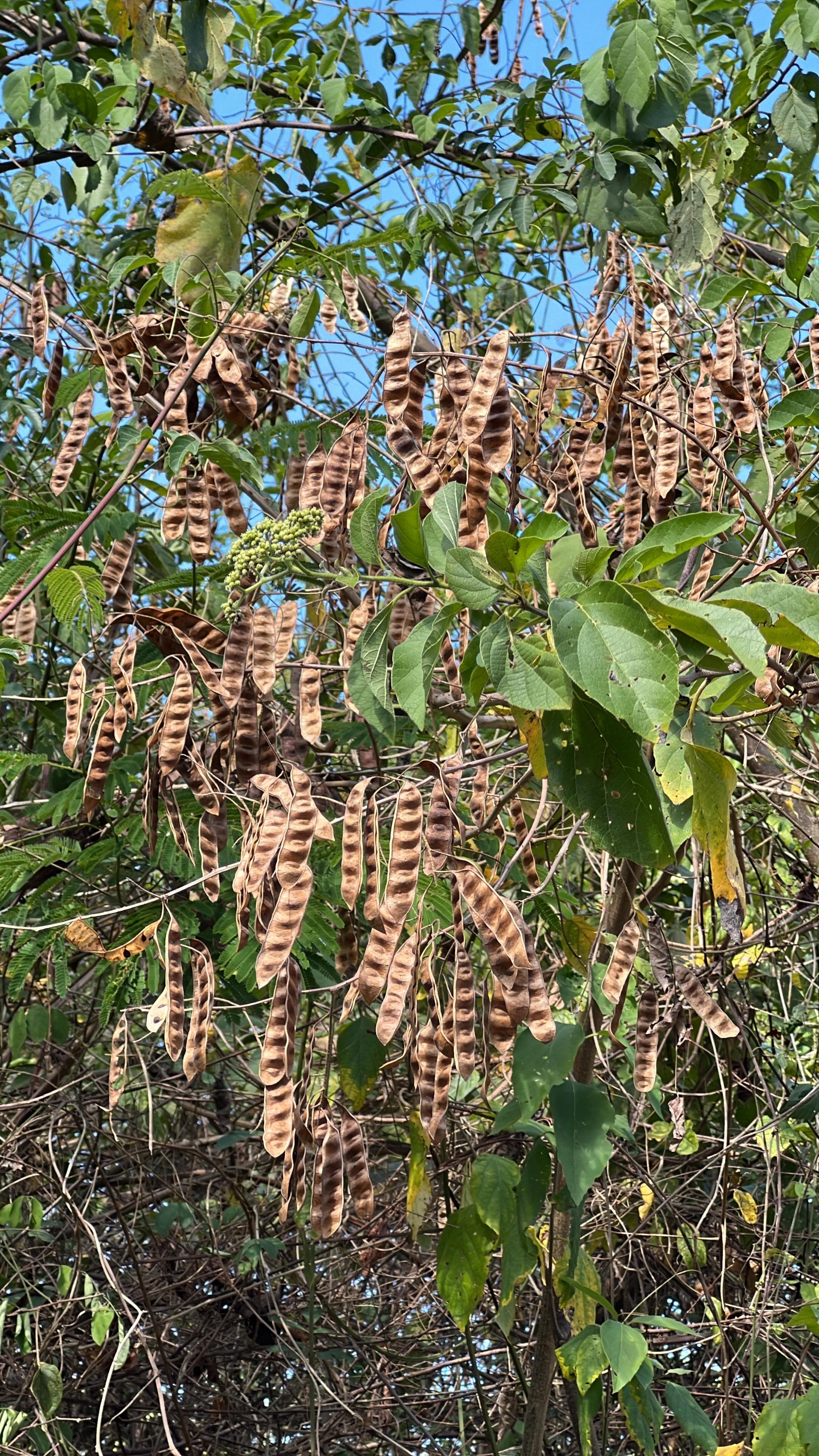 La Manga del Peligro fiorisce in samara · 4
