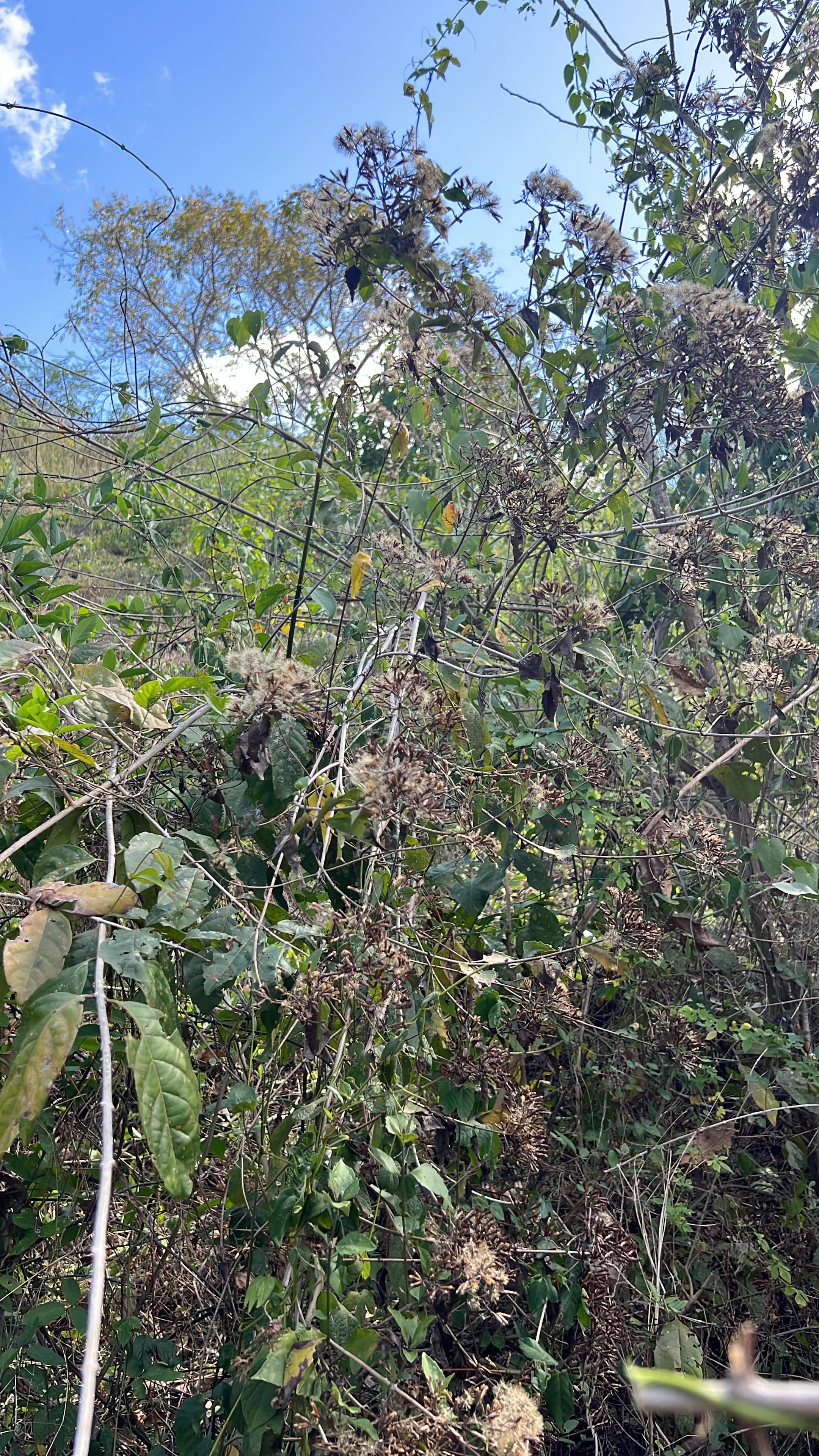 La Manga del Peligro fiorisce in samara · 5