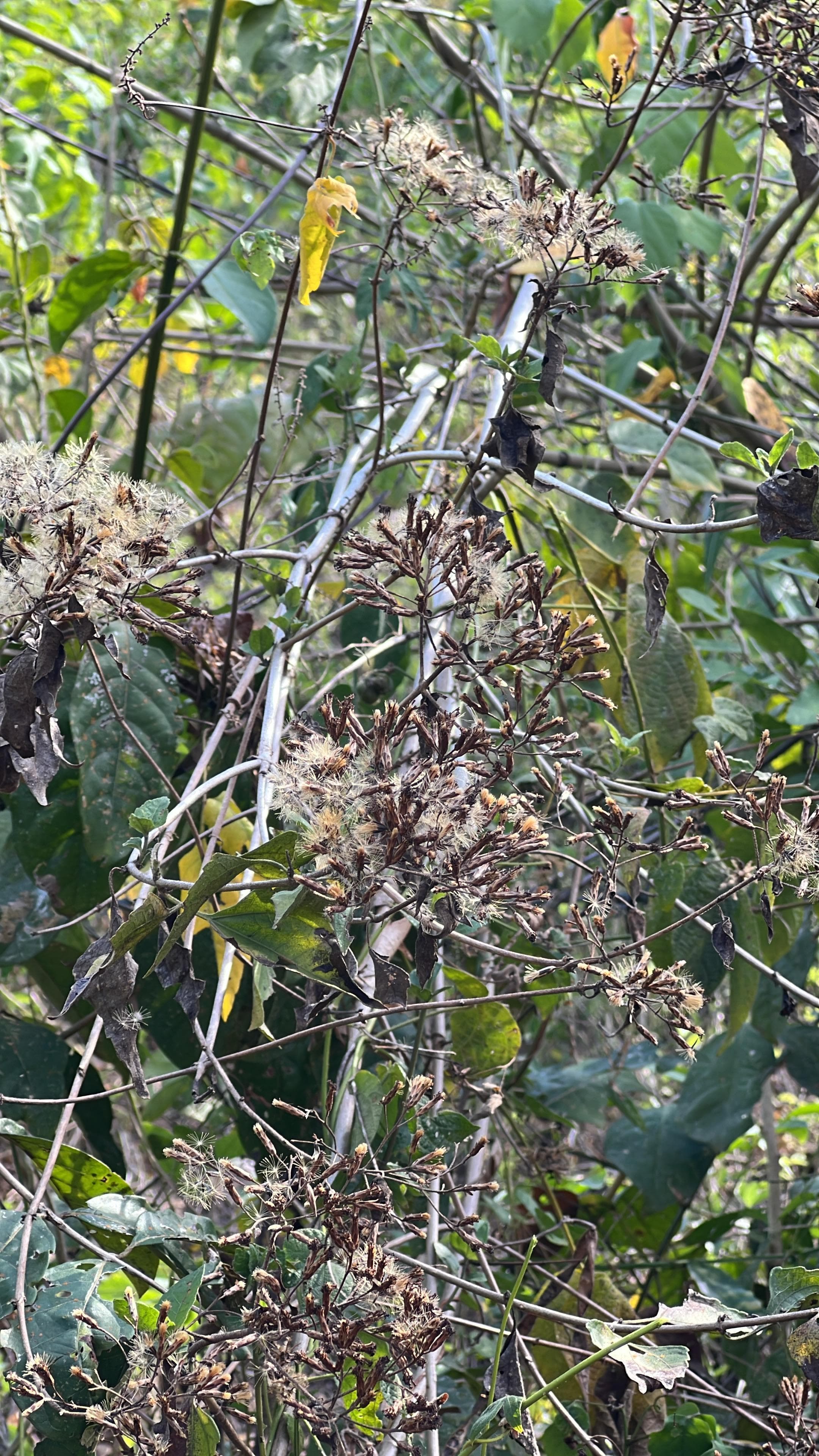 La Manga del Peligro fiorisce in samara · 6