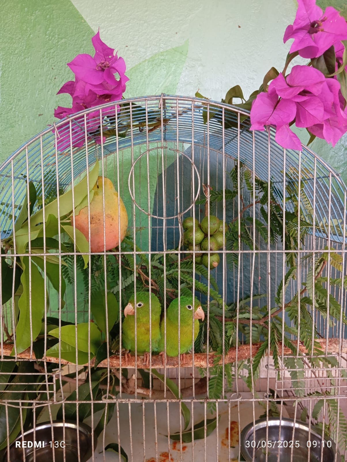 Fruits, fleurs et une nouvelle volière à la réserve · 11