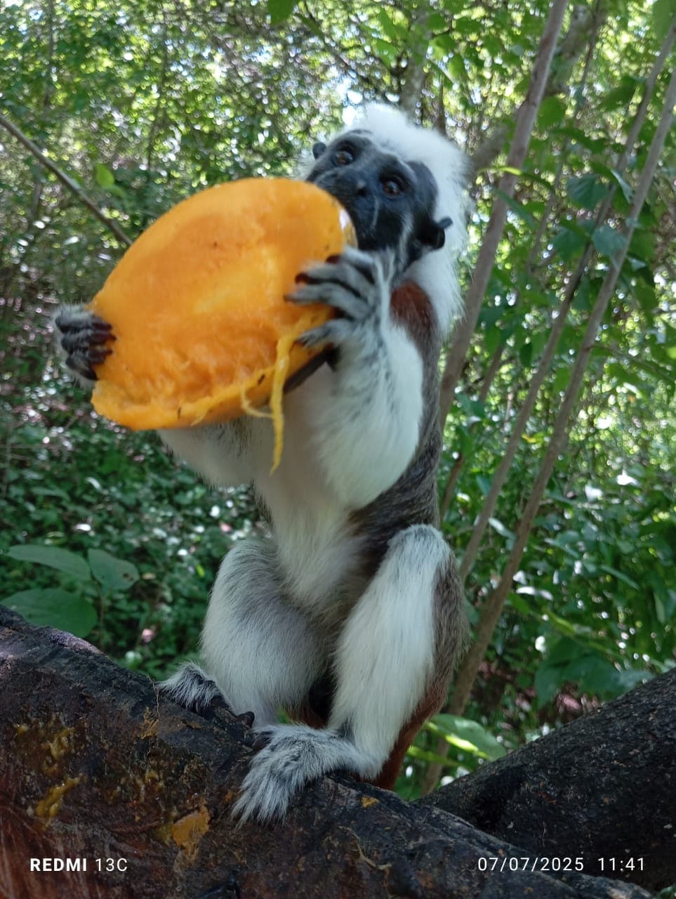 Fruits, fleurs et une nouvelle volière à la réserve · 13