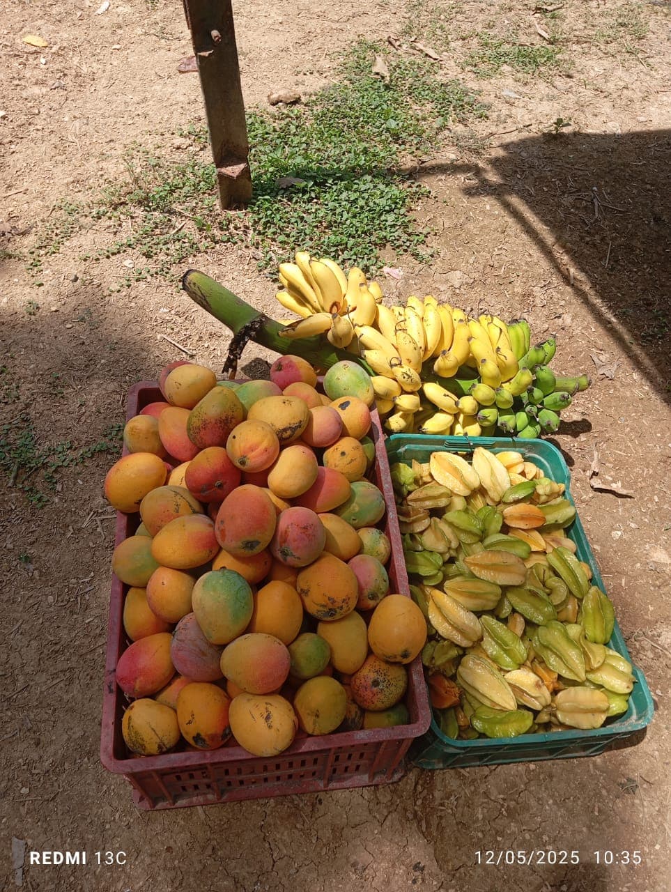 Fruits, fleurs et une nouvelle volière à la réserve · 9