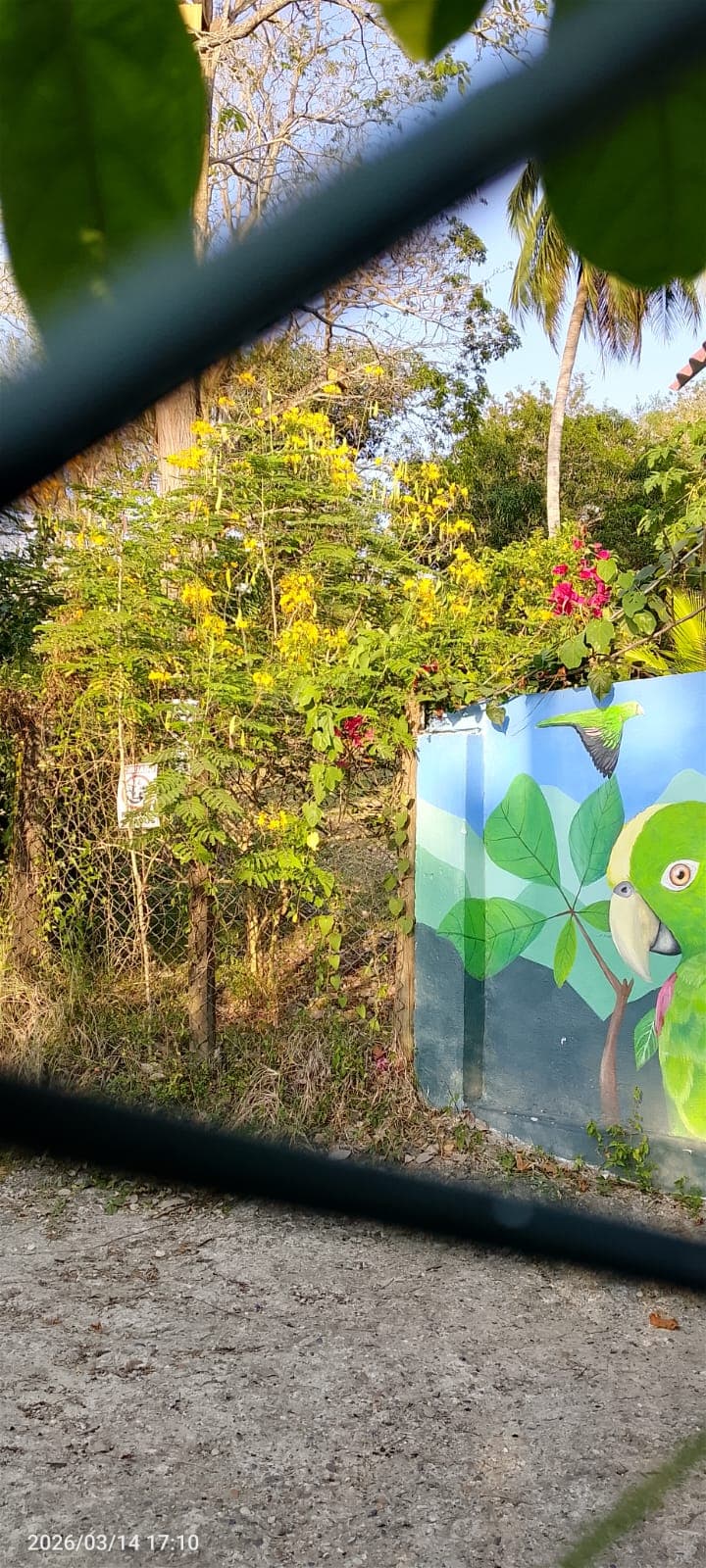 Der Clavellino, der den Nachmittag in Vista Hermosa ankündigte · 2