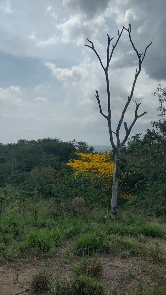 Le guayacán qui fleurit seul