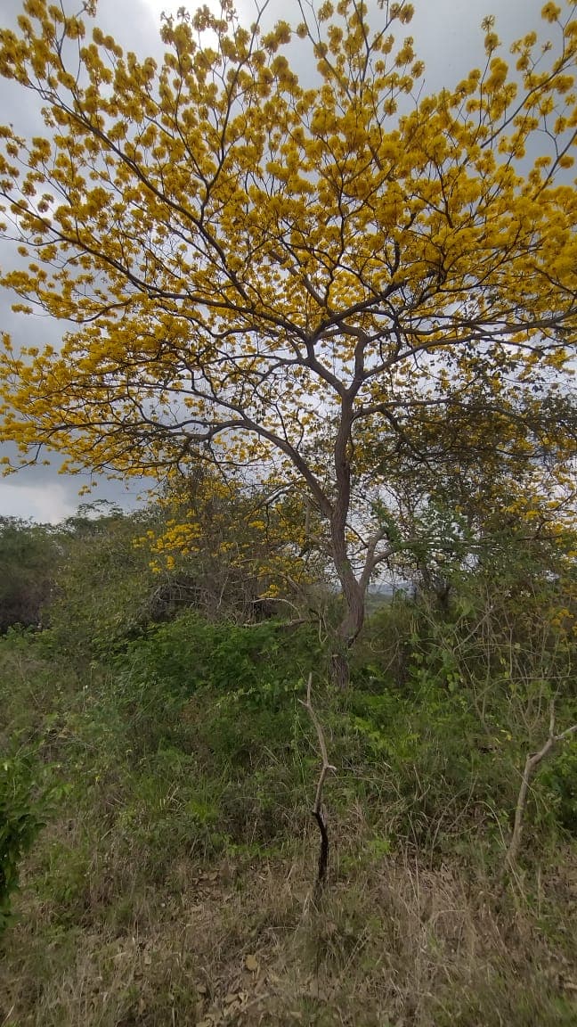 Le guayacán qui fleurit seul · 2