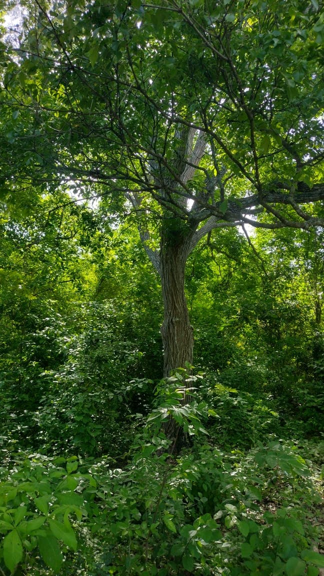 Titíes parmi les mangues vertes du piémont