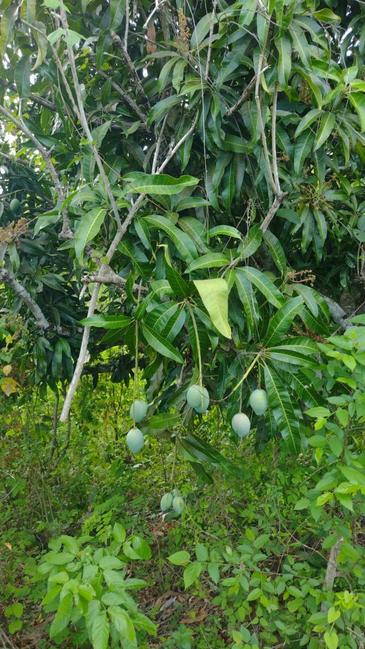 Titíes Among Green Mangoes in the Piedemonte · 3