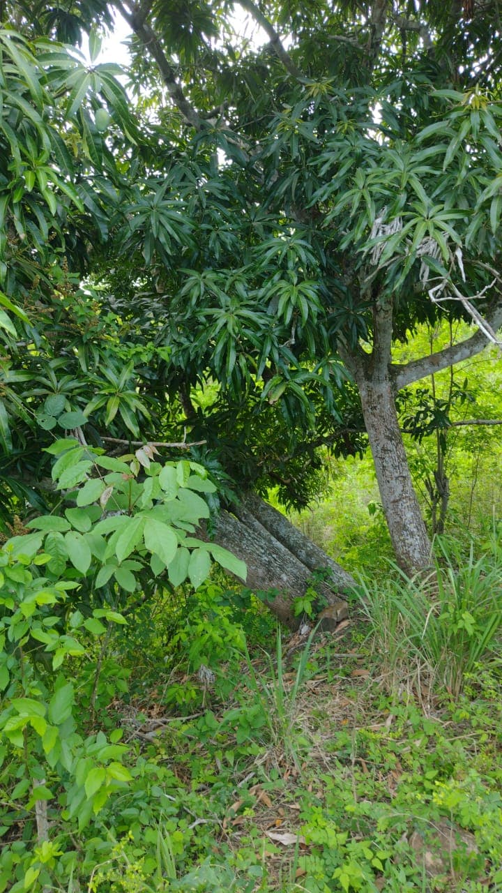 Titíes Among Green Mangoes in the Piedemonte · 4