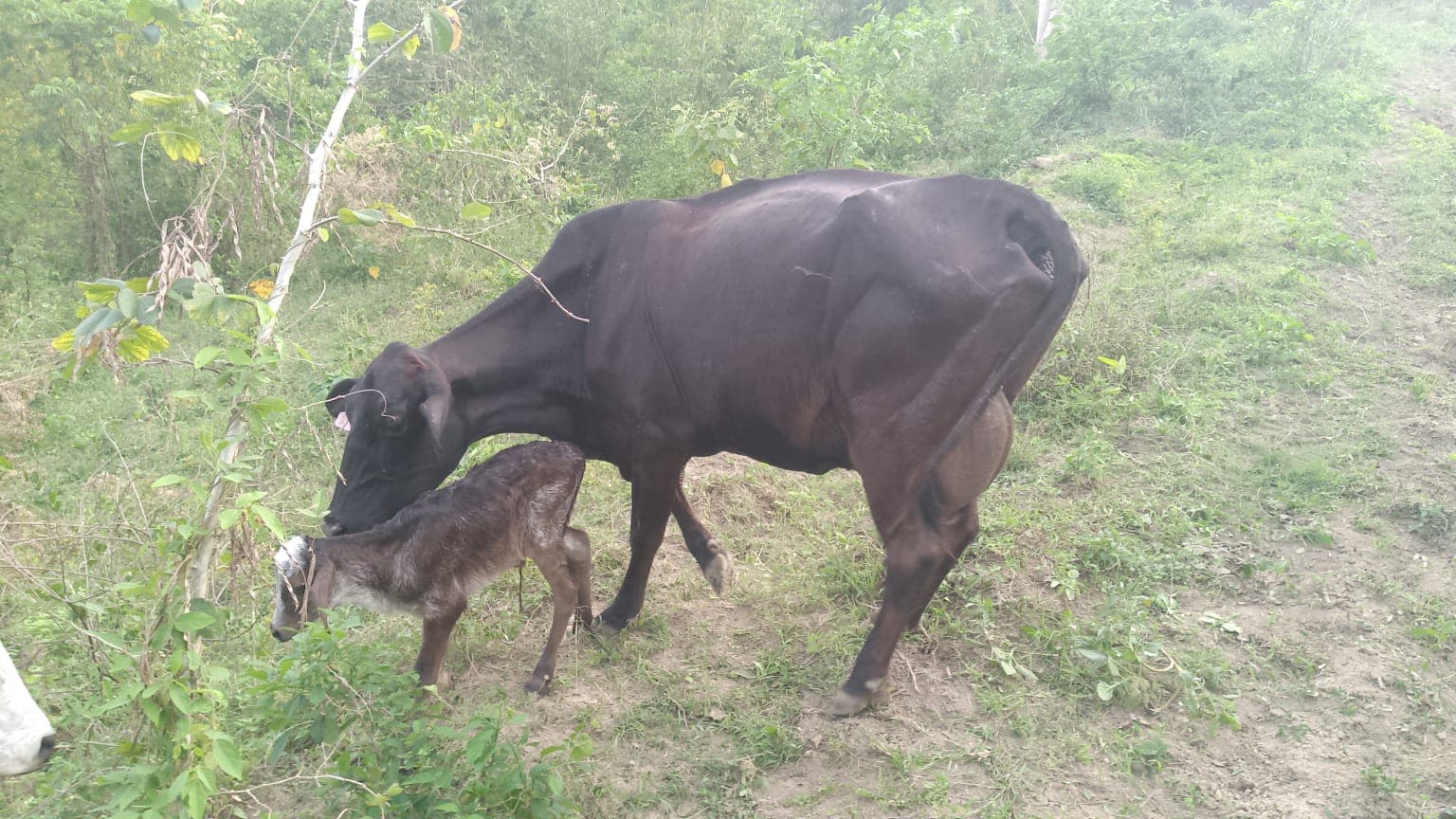 A Brown Calf at Dusk in Don Rafa