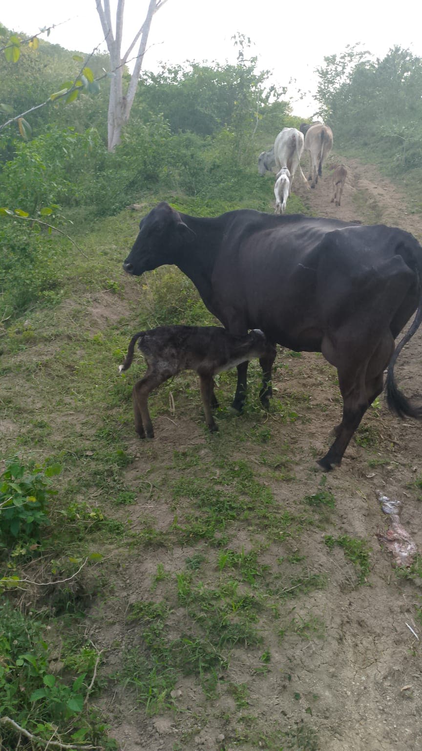 A Brown Calf at Dusk in Don Rafa · 2
