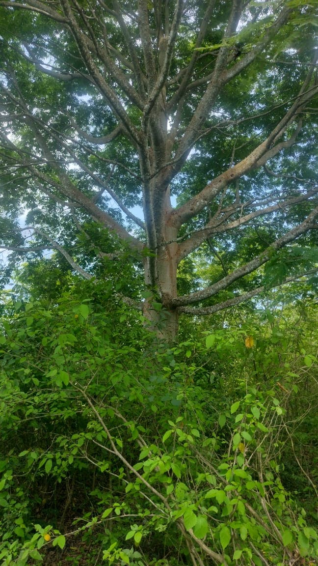Árbol nativo en el bosque seco tropical del cerro El Peligro