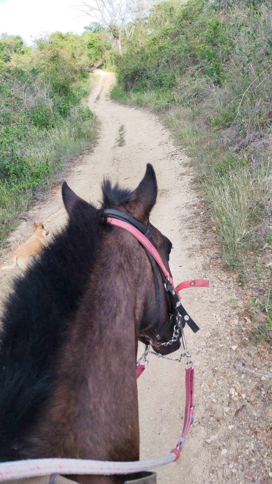 Sombra Leads the Way Through the Leaf Litter