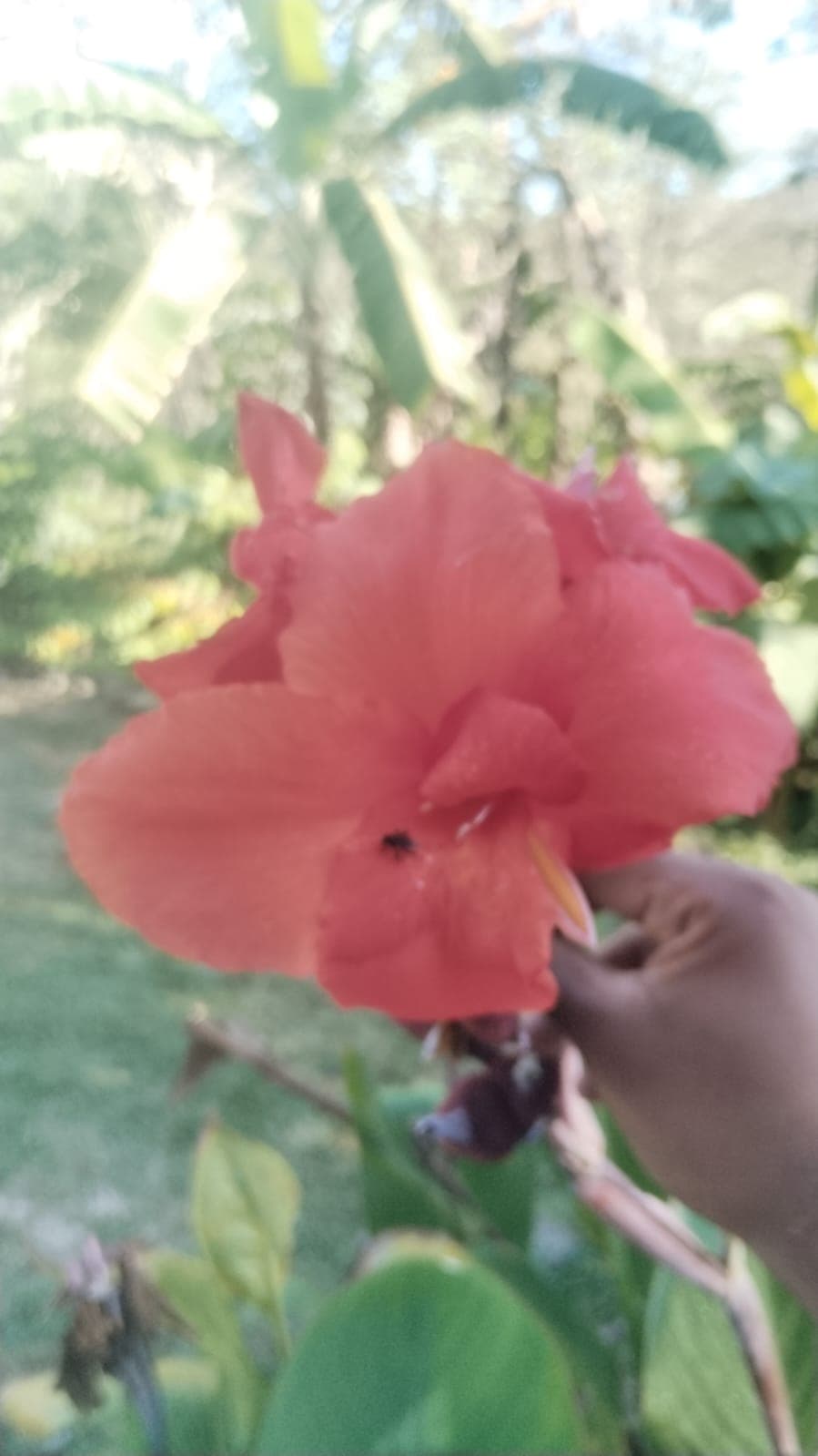 What Blooms Without Anyone Sowing It · 2