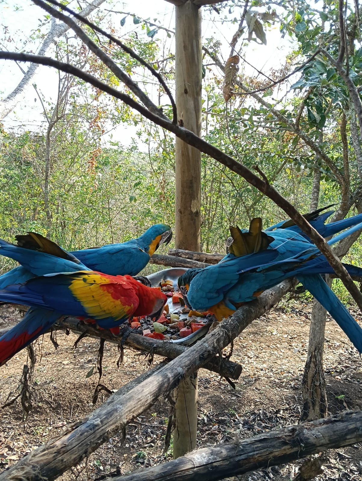 Eighteen Blues and a Cheja at Noon · 12