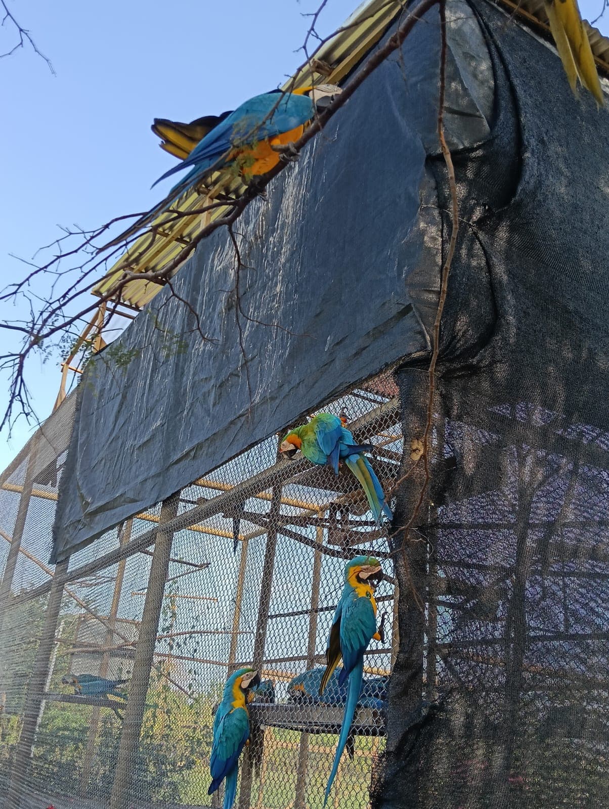 Eighteen Blues and a Cheja at Noon · 5