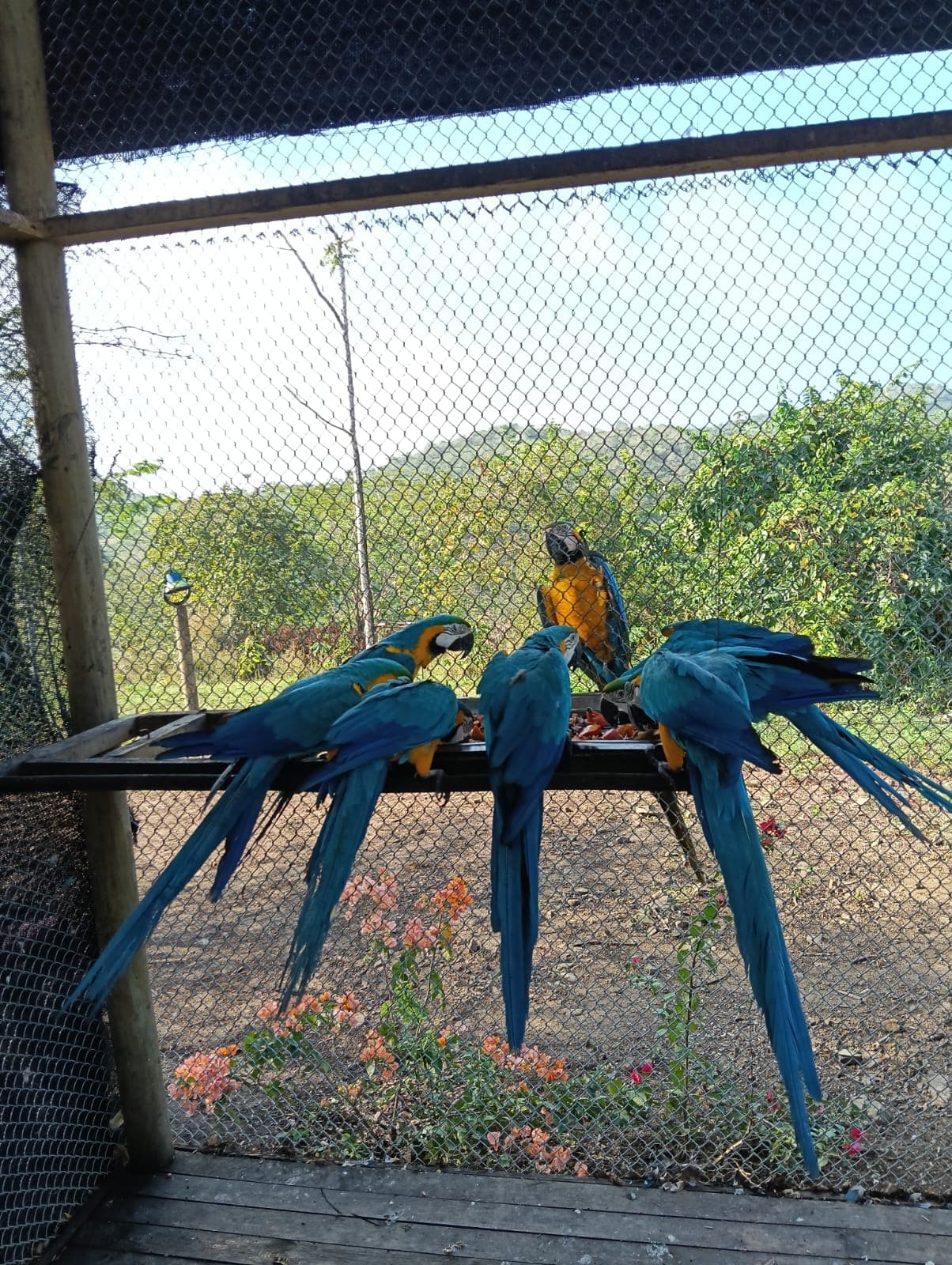 Eighteen Blues and a Cheja at Noon · 10
