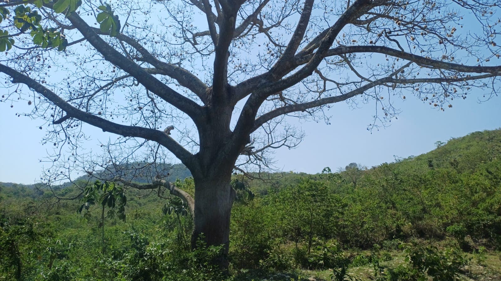 Der Kapo der Ceiba und ihre grünen Besucher
