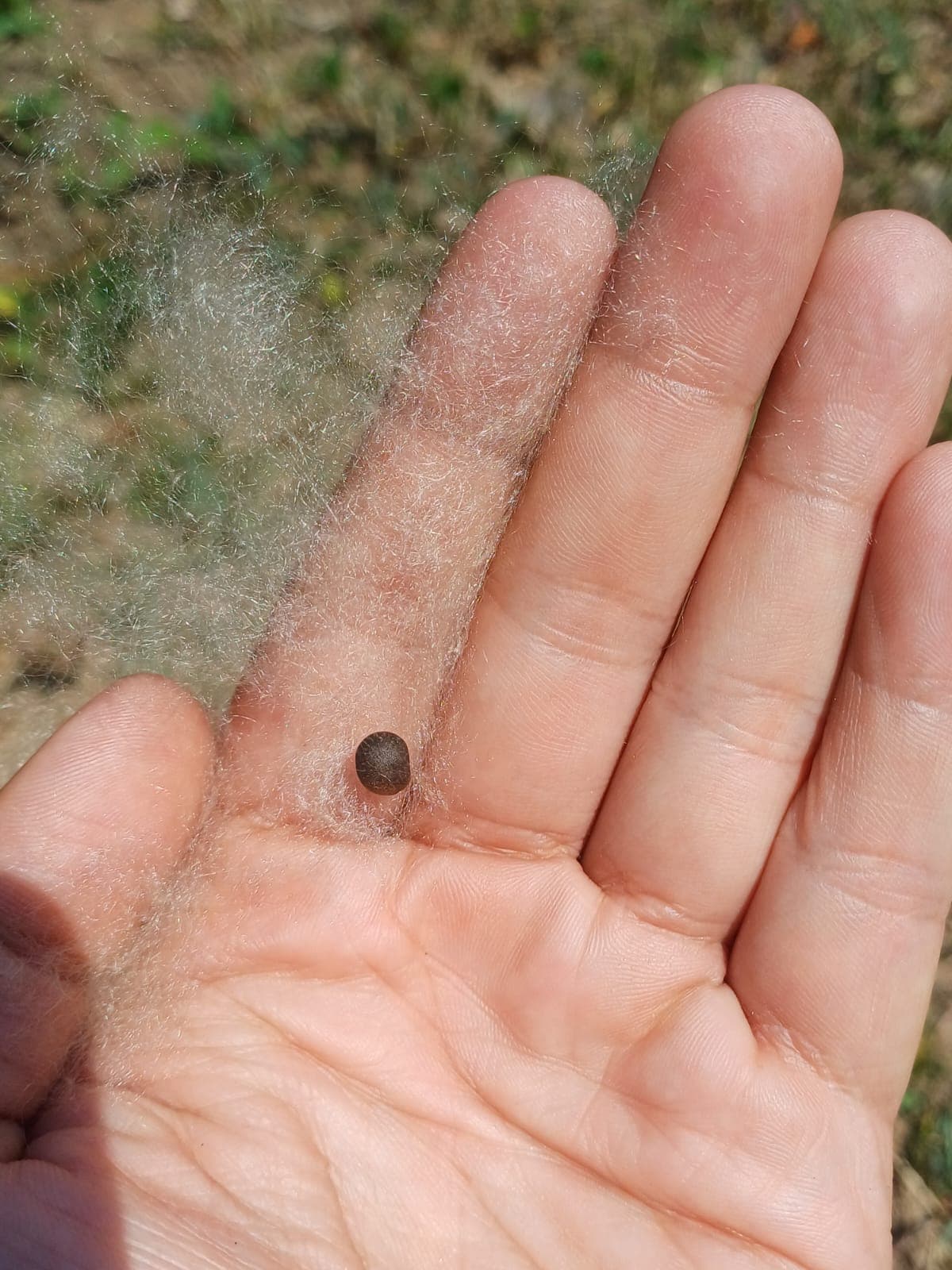 Der Kapo der Ceiba und ihre grünen Besucher · 4