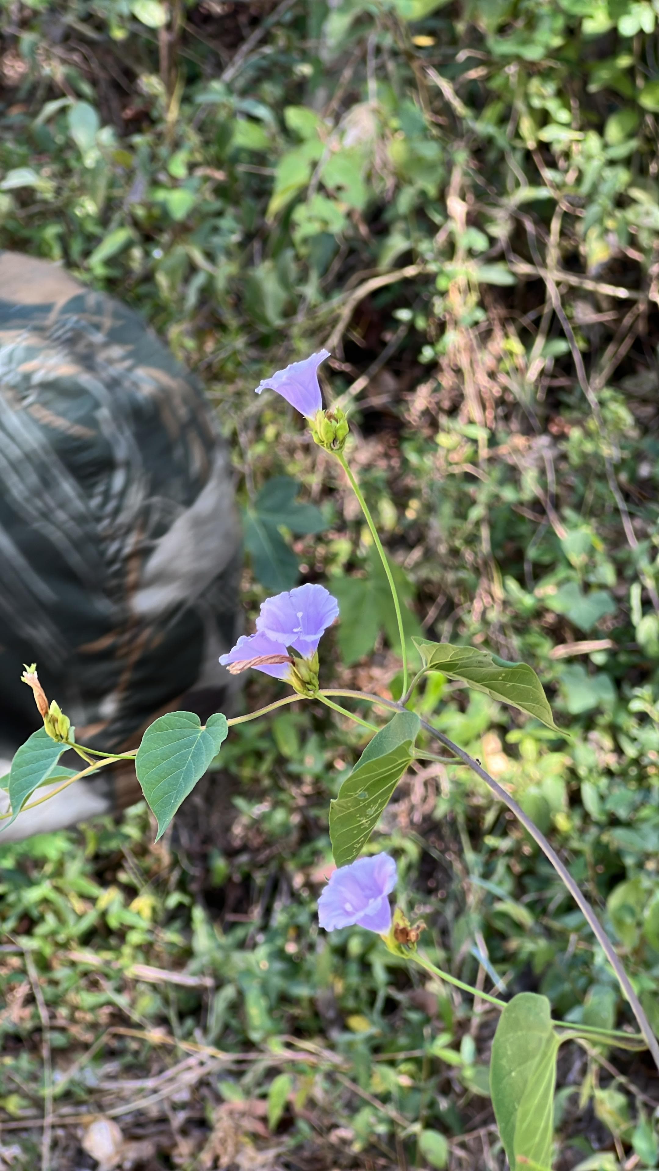 The Blue Morning Glories of La Manga