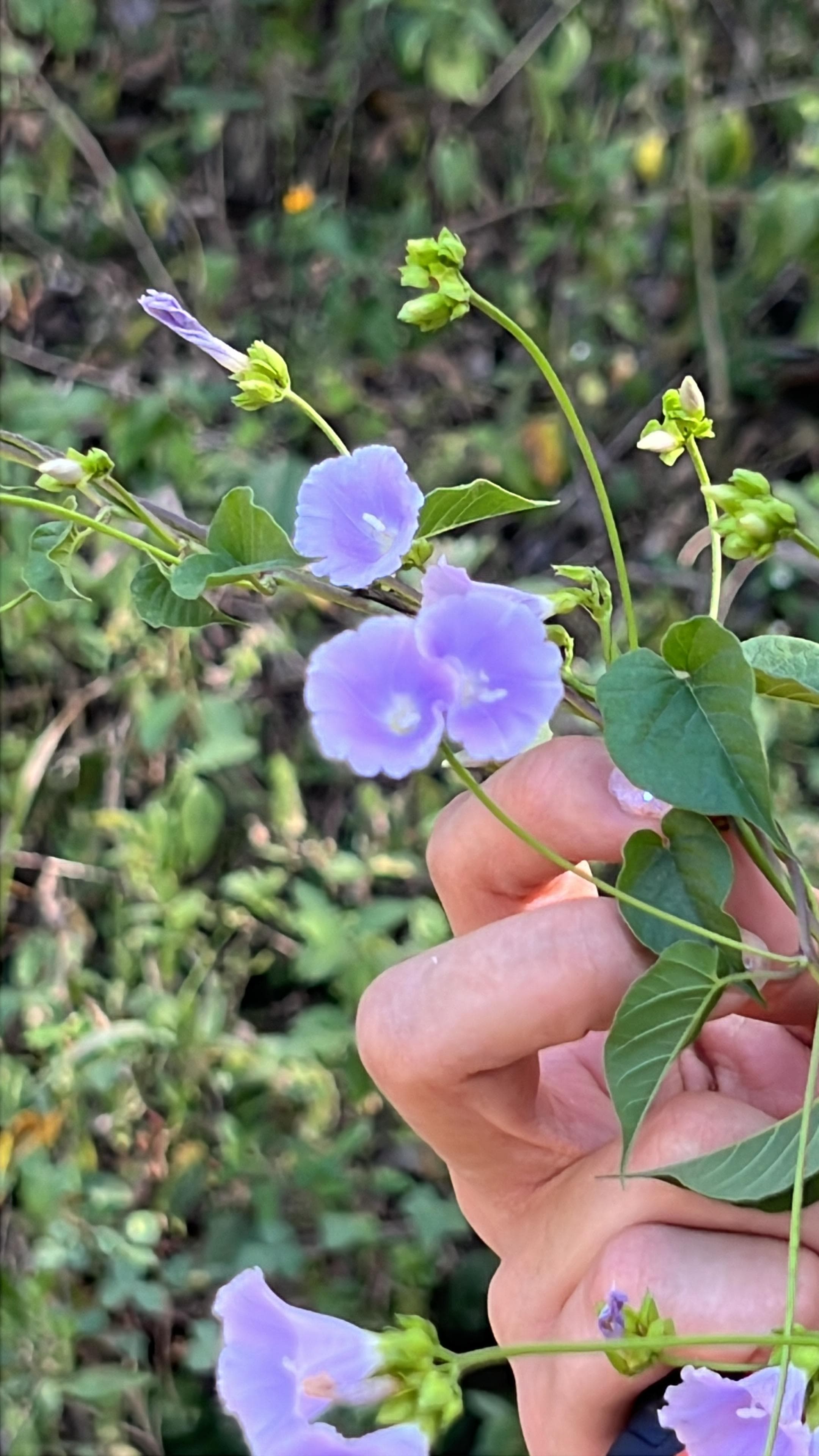 The Blue Morning Glories of La Manga · 2