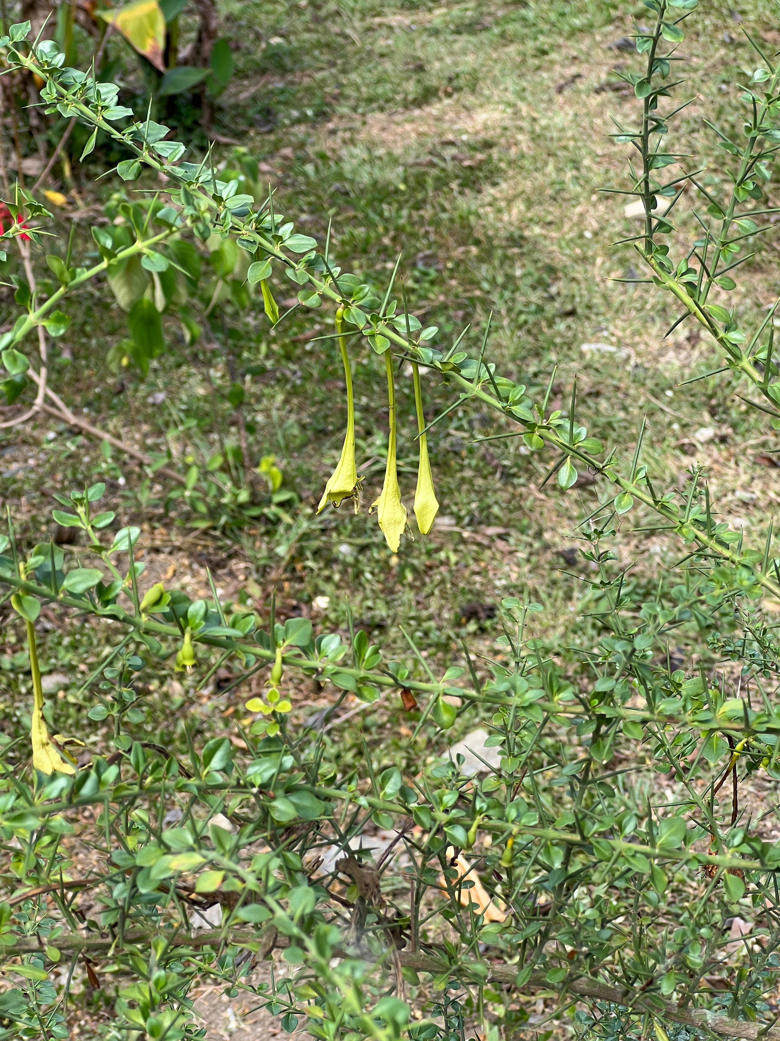 Crucetillo in Blüte vor dem Haus