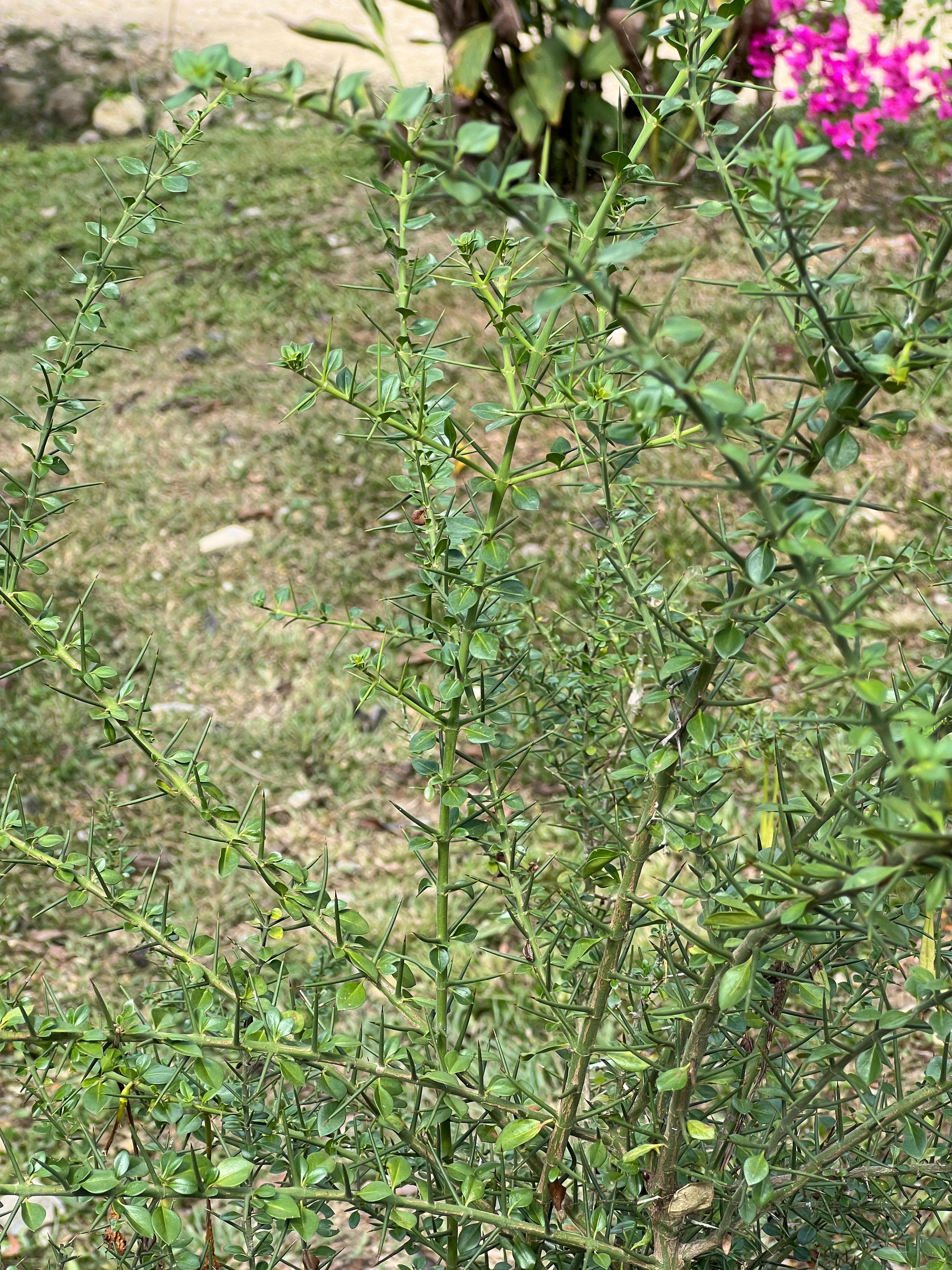 Crucetillo in Blüte vor dem Haus · 2
