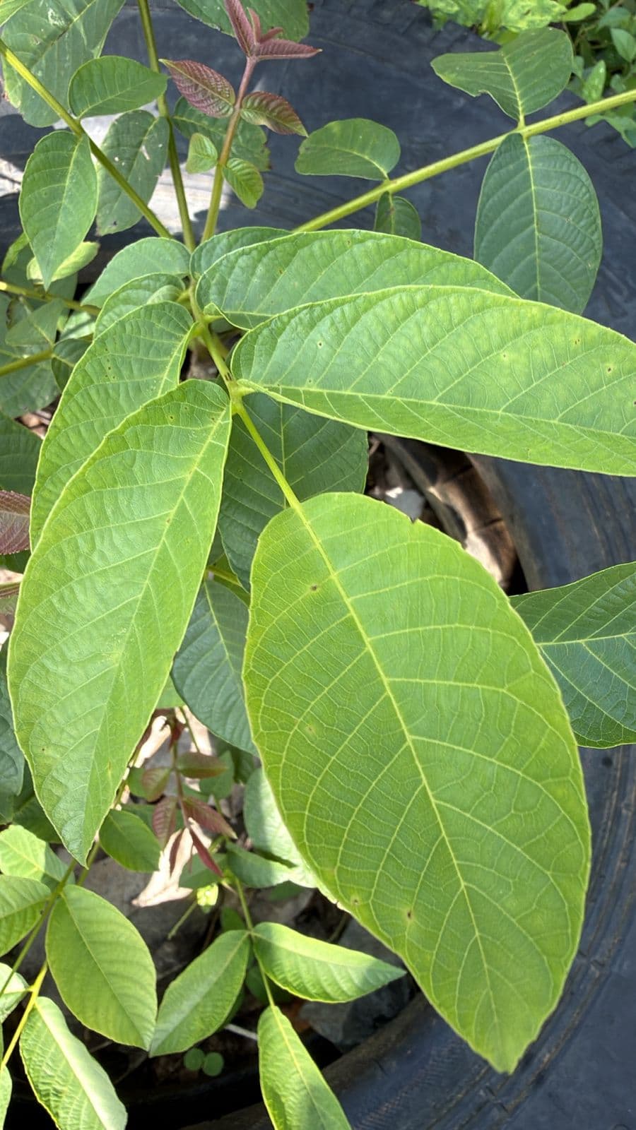 An Argentine Walnut in Caribbean Rubber · 2
