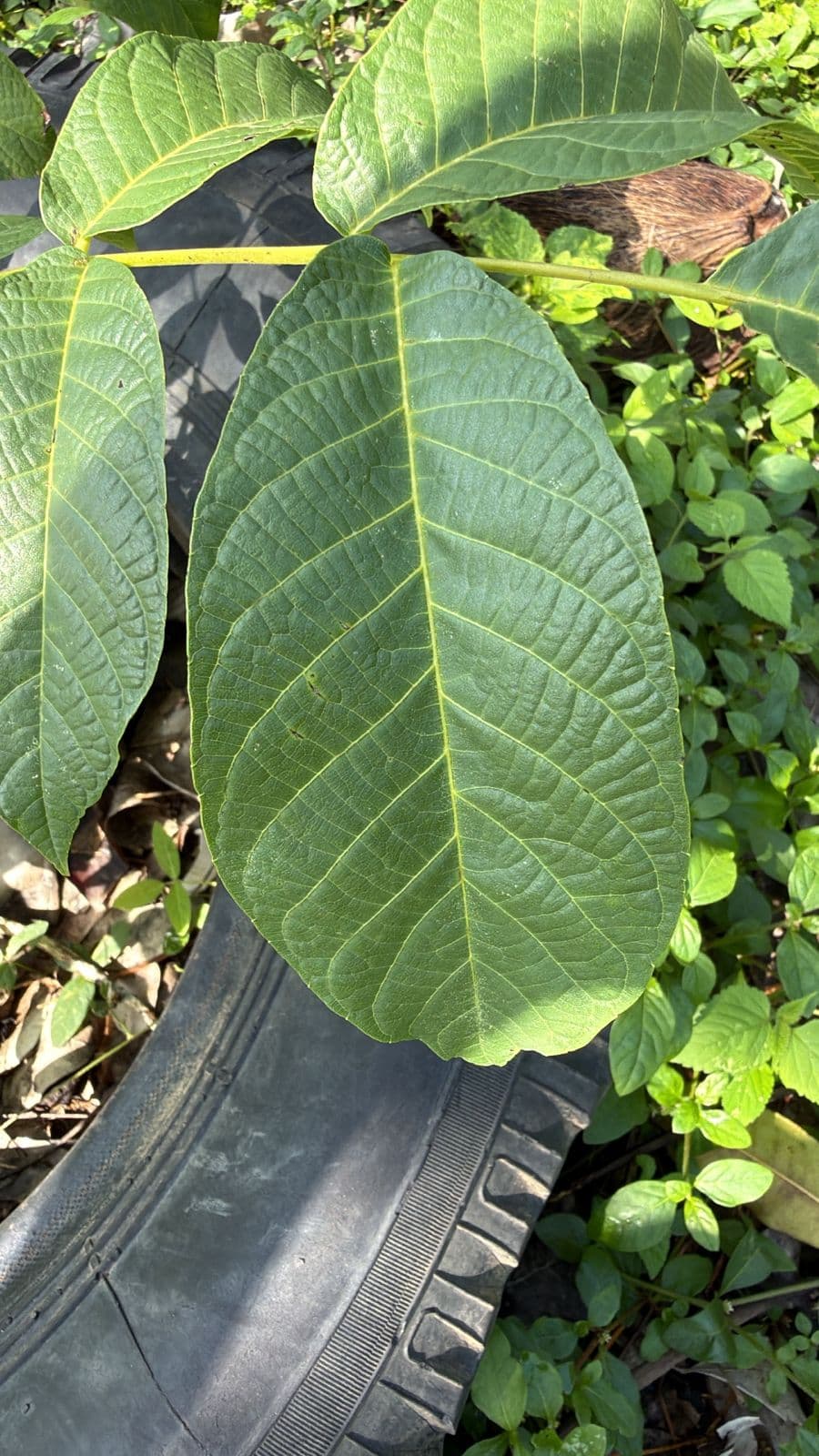 An Argentine Walnut in Caribbean Rubber · 3