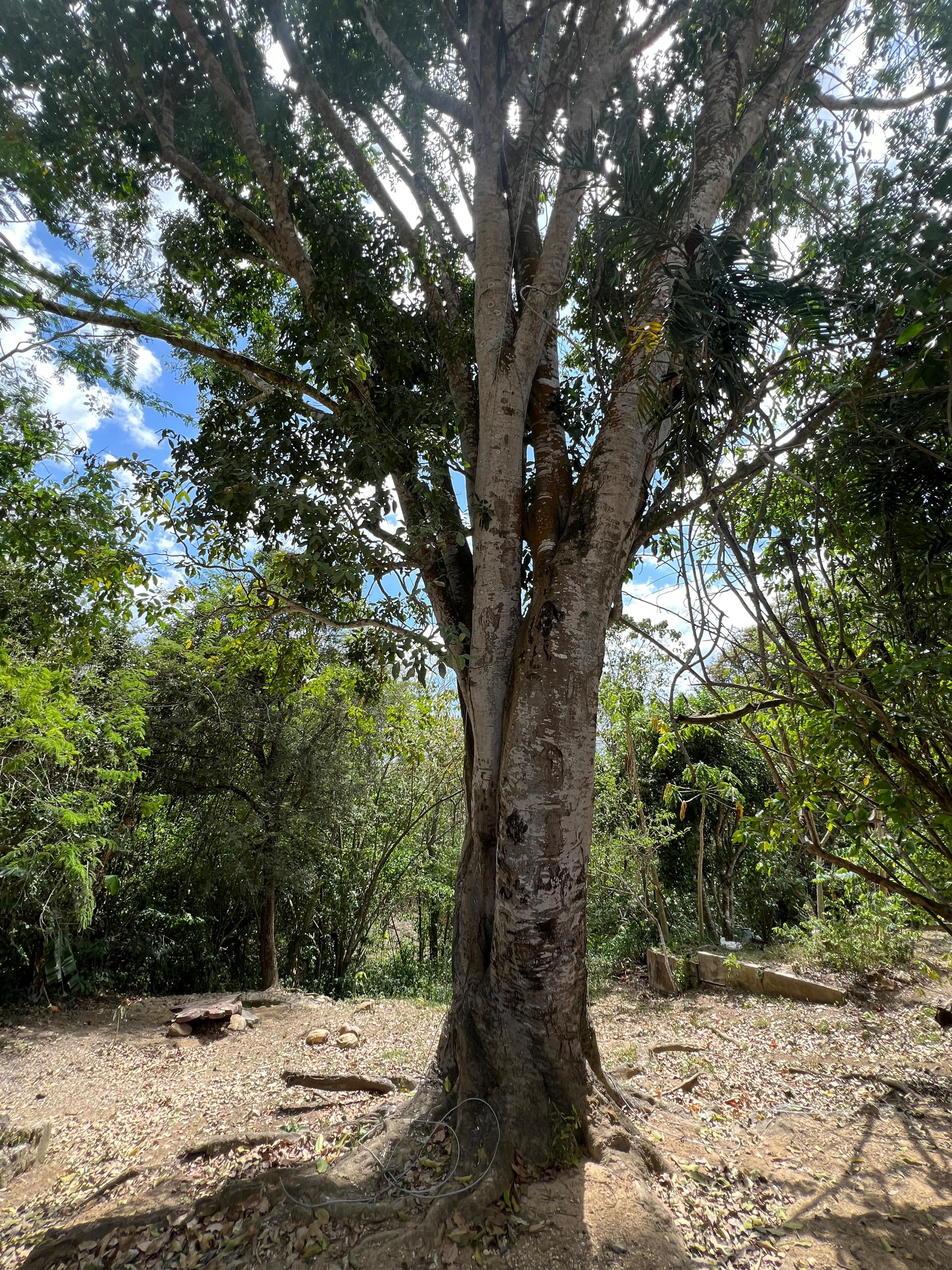 The Mamón That Carries Epiphytes in Silence