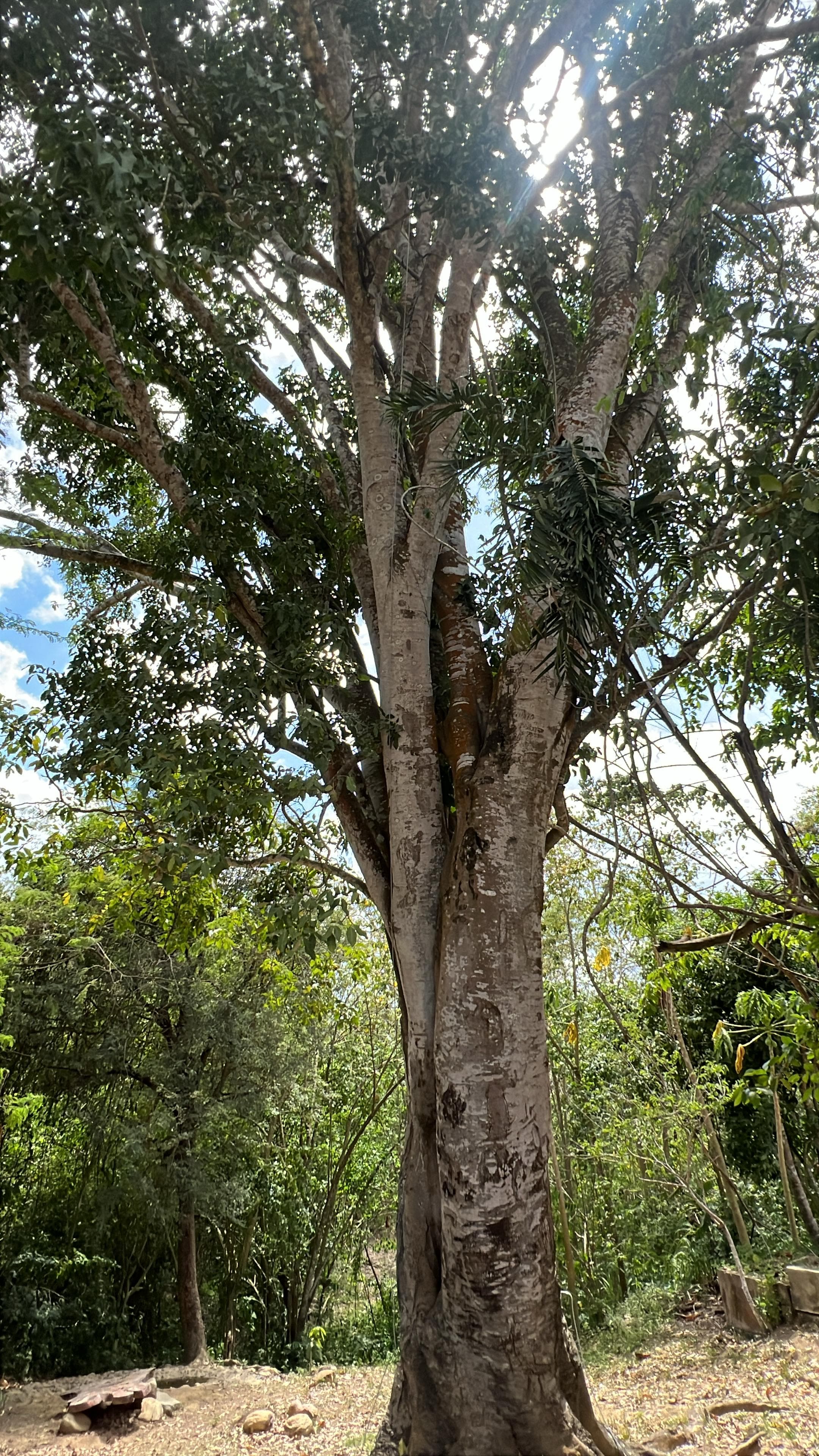 The Mamón That Carries Epiphytes in Silence · 2