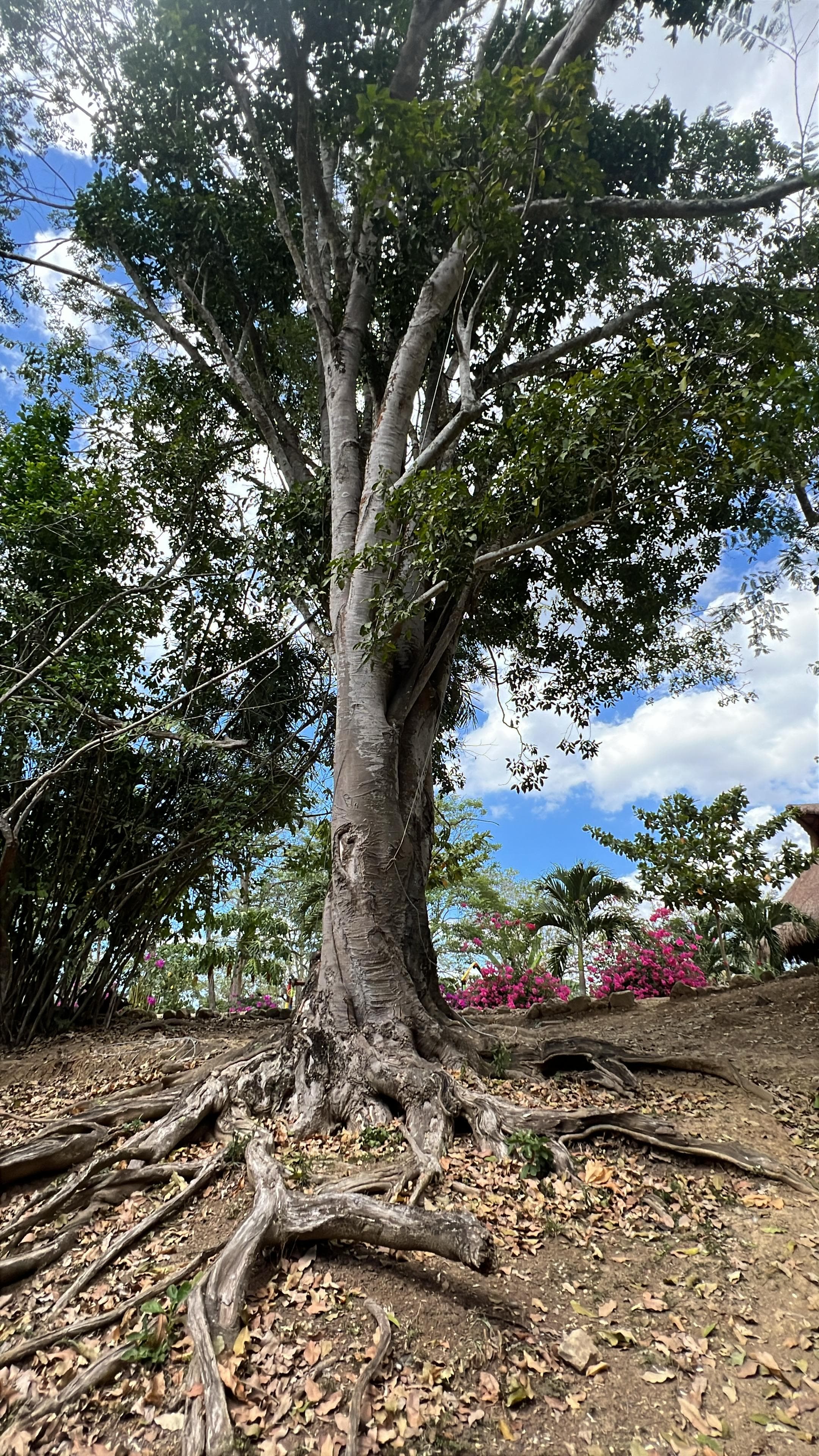 The Mamón That Carries Epiphytes in Silence · 3