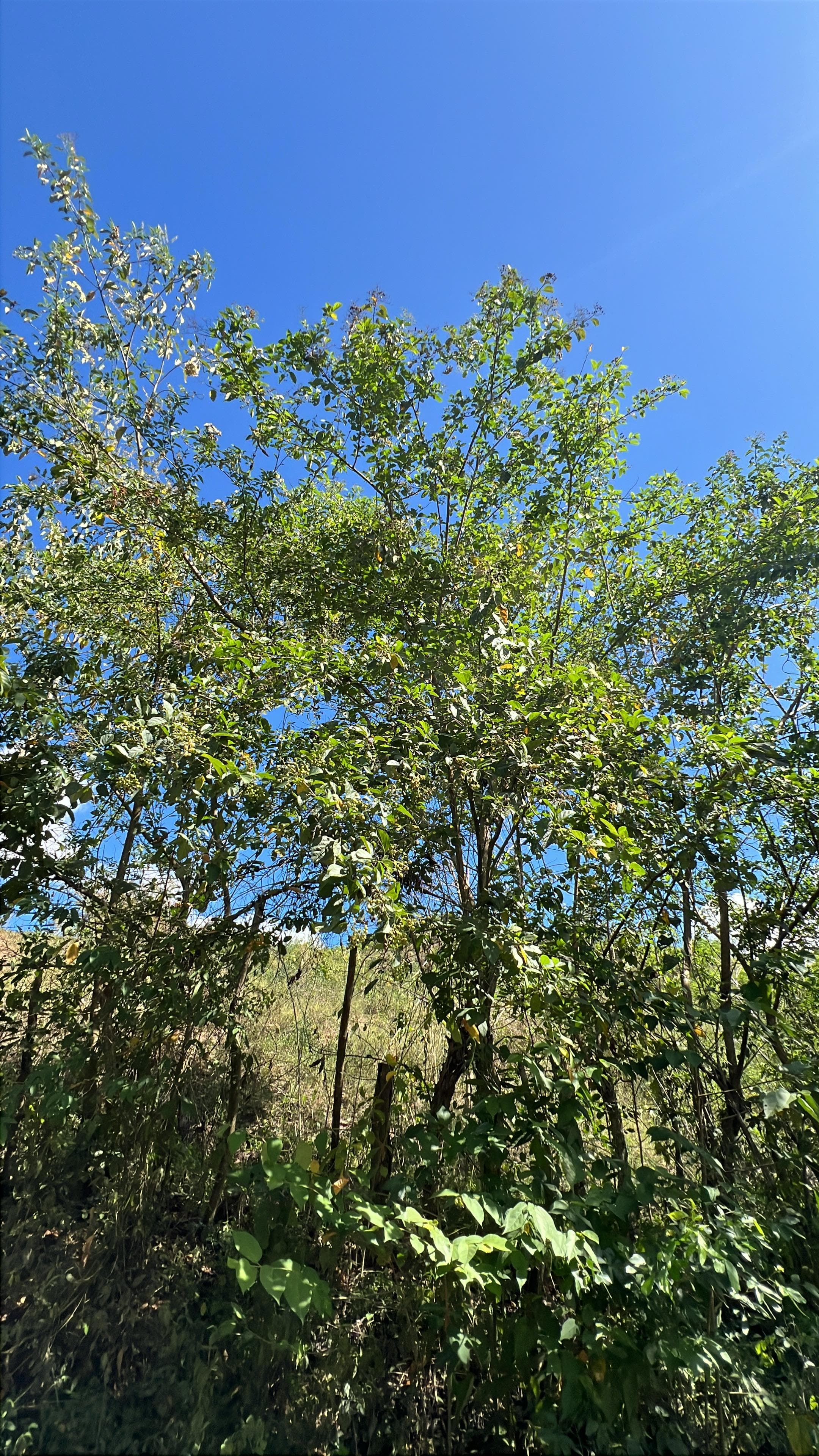 Michel findet Moringa zwischen wildem Uvito · 2